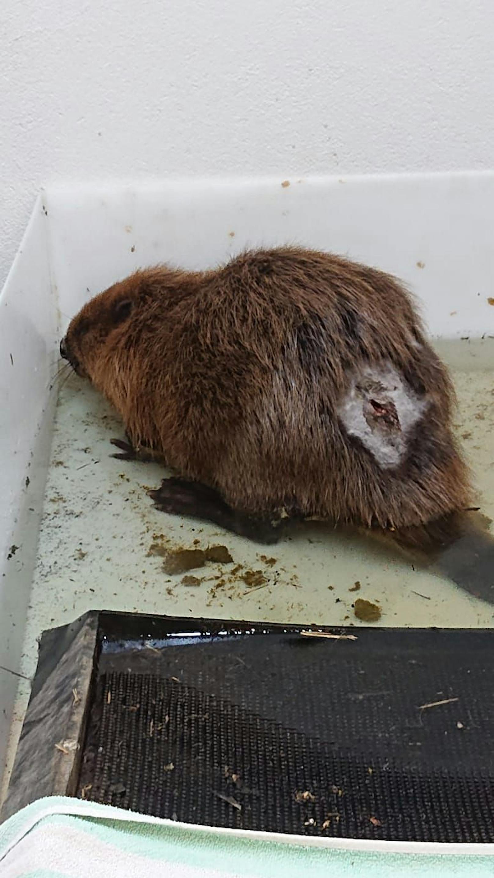 Rangordnungskämpfe können bei den Bibern ganz schön brutal ablaufen. Die Wunde wird zweimal täglich gespült und das Wildtiermädchen zeigt bereits Anzeichen der Besserung.