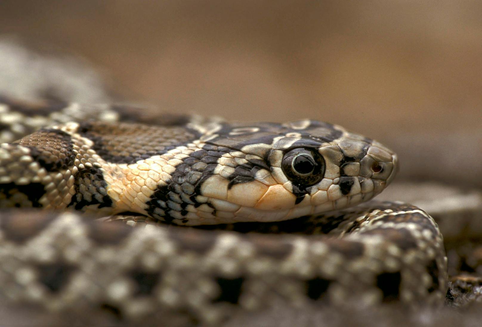 Schlangen breiten sich auf spanischer Urlaubsinsel aus