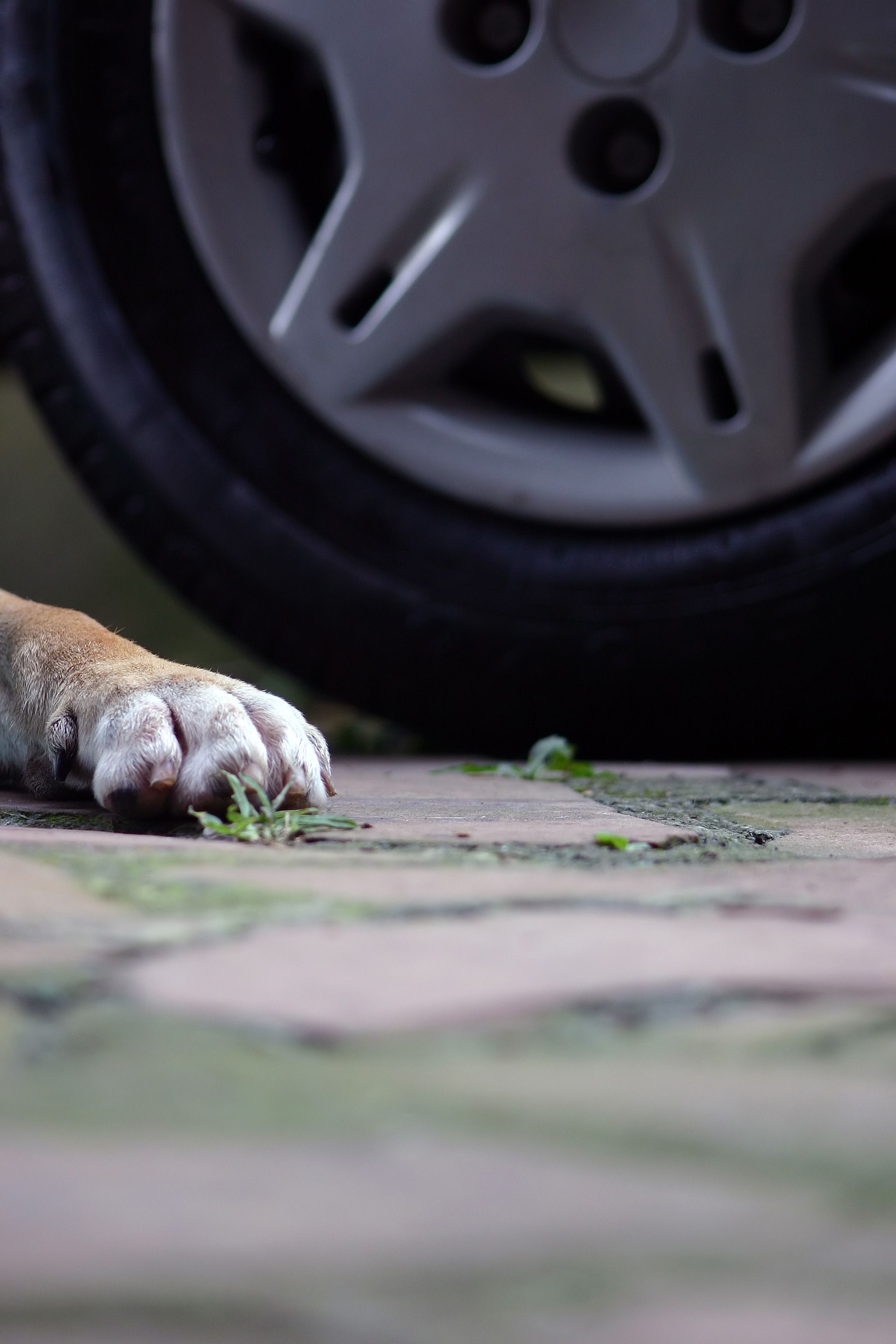 Der Hund erlag kurz nach dem Unfall seinen Verletzungen.