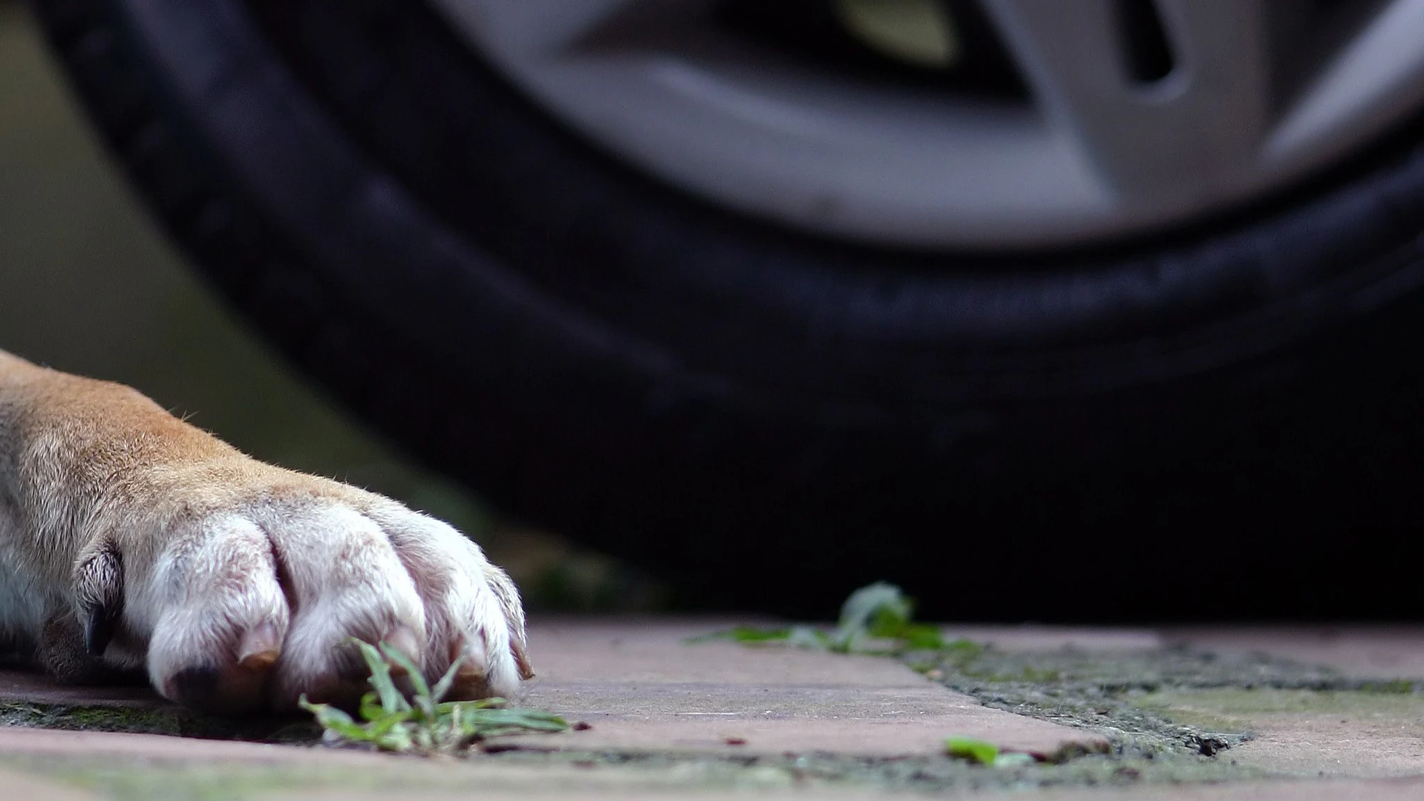 Der Hund erlag kurz nach dem Unfall seinen Verletzungen.