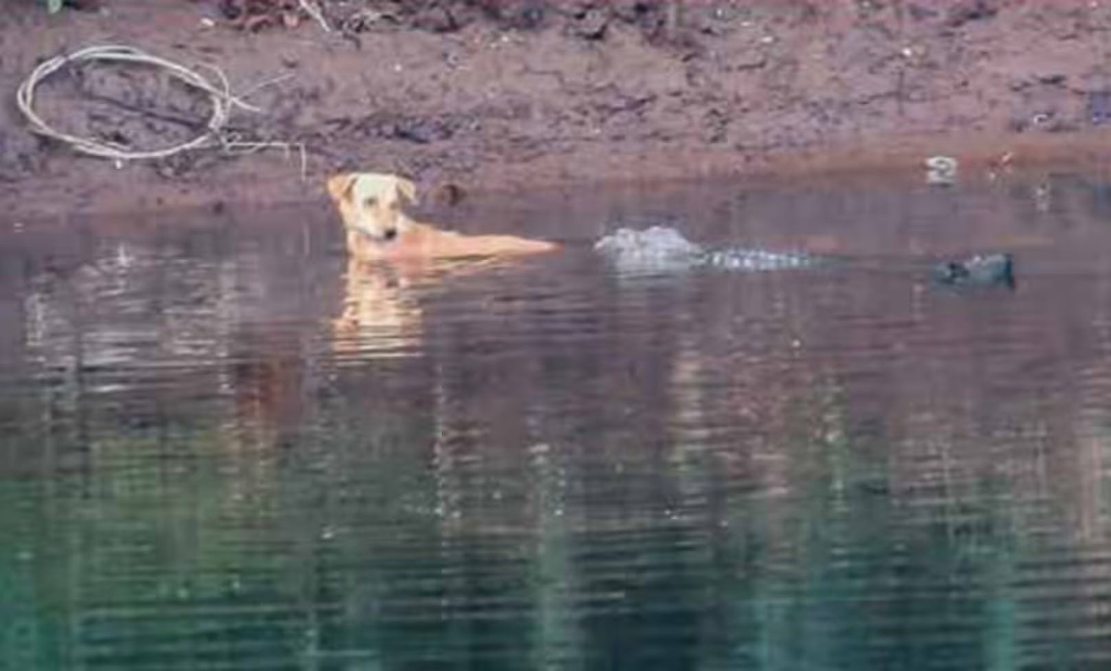 Krokodile visieren Hund an – dann passiert Unglaubliches