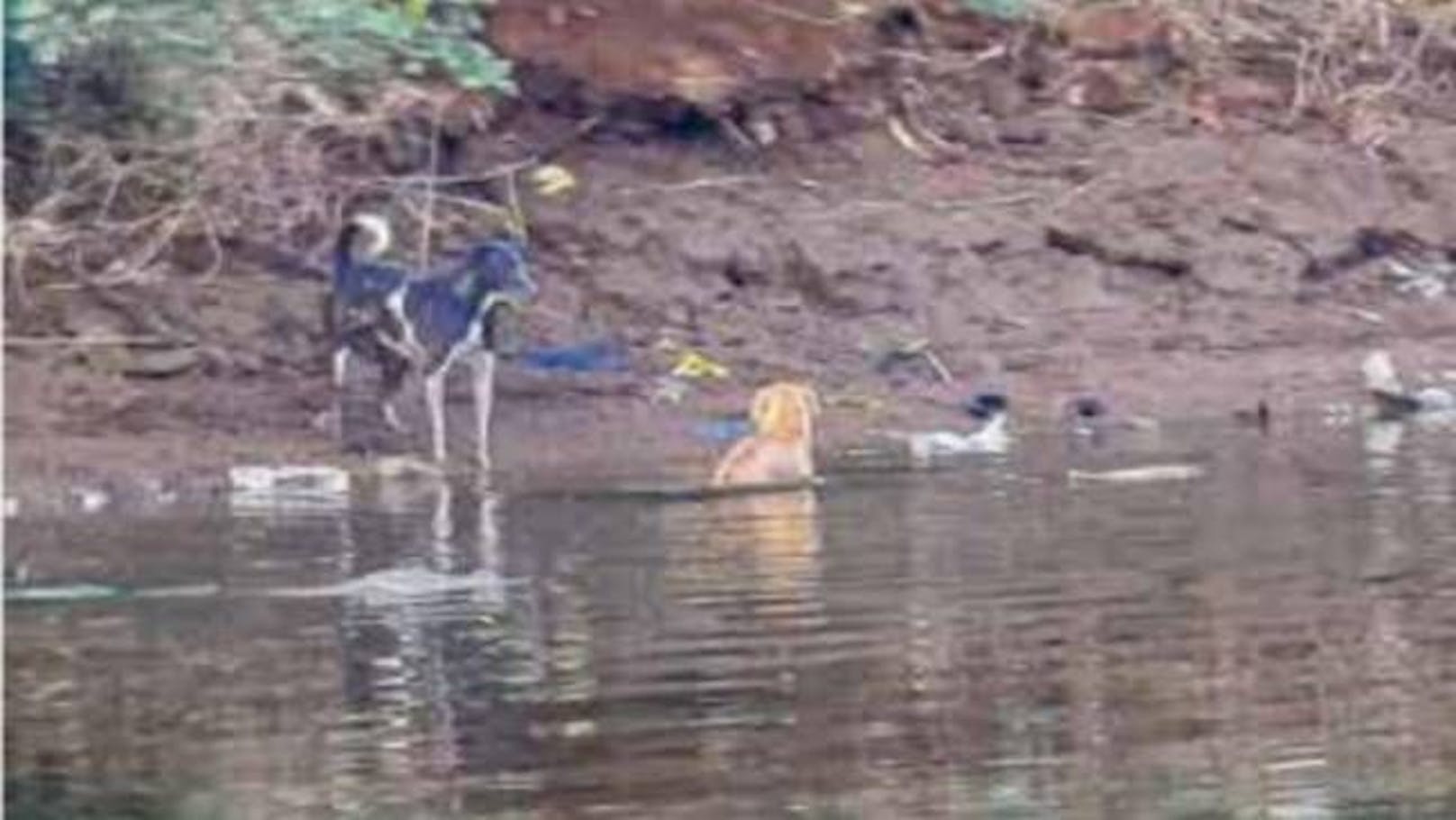 Der Hund war in Indien vor einem wilden Rudel in den Fluss geflüchtet. "Zu diesem Zeitpunkt schwammen drei ausgewachsene Räuber in ihrer Nähe, so die Forscher, die jahrelang <a data-li-document-ref="100263105" href="https://www.heute.at/s/tiere-wildtiere-dieser-einfache-trick-rettet-dich-vor-einem-krokodil-100263105">Sumpfkrokodile</a> in Maharashtera, Indien, untersucht haben.