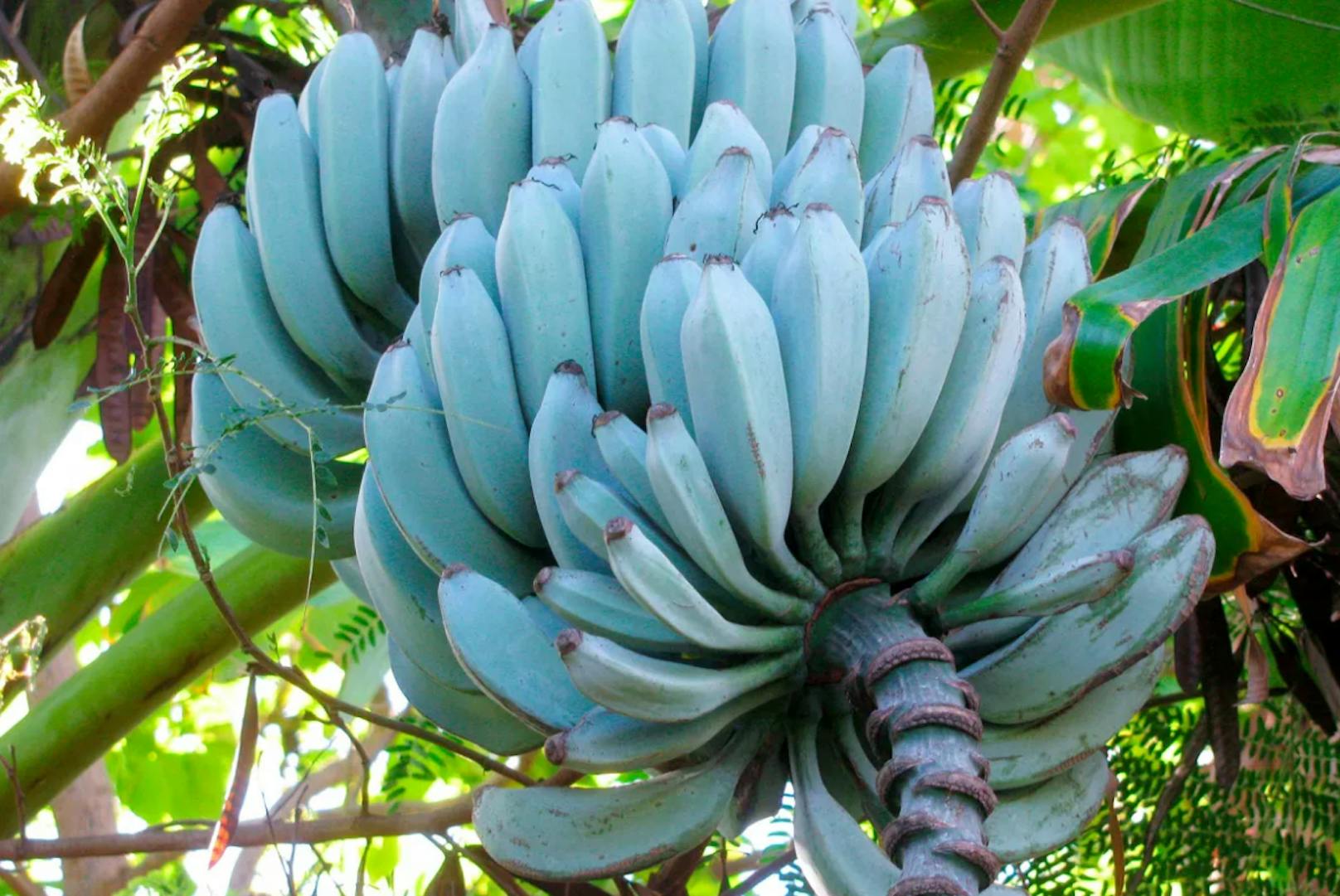 Wie blaue Bananen dem Klima helfen könnten