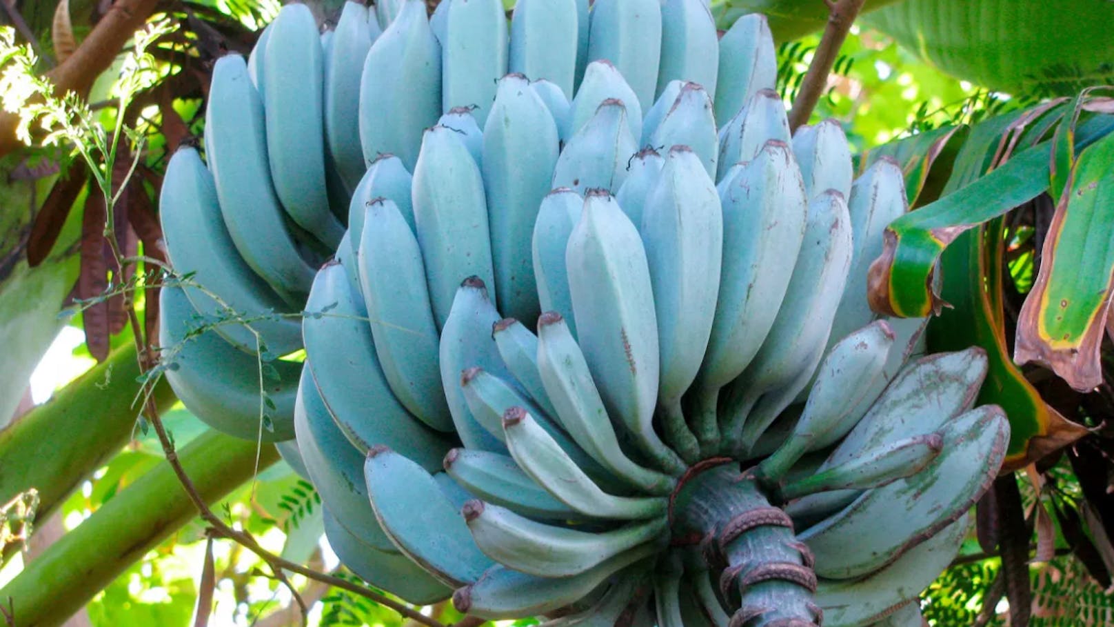 In Südostasien und Fidschi wachsen blaue Bananen.