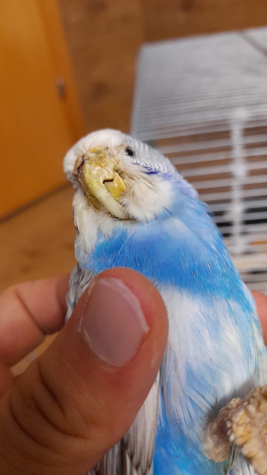 Der Vogel hatte einen derart langen Schnabel, dass es ihm unmöglich war, Nahrung aufzunehmen.