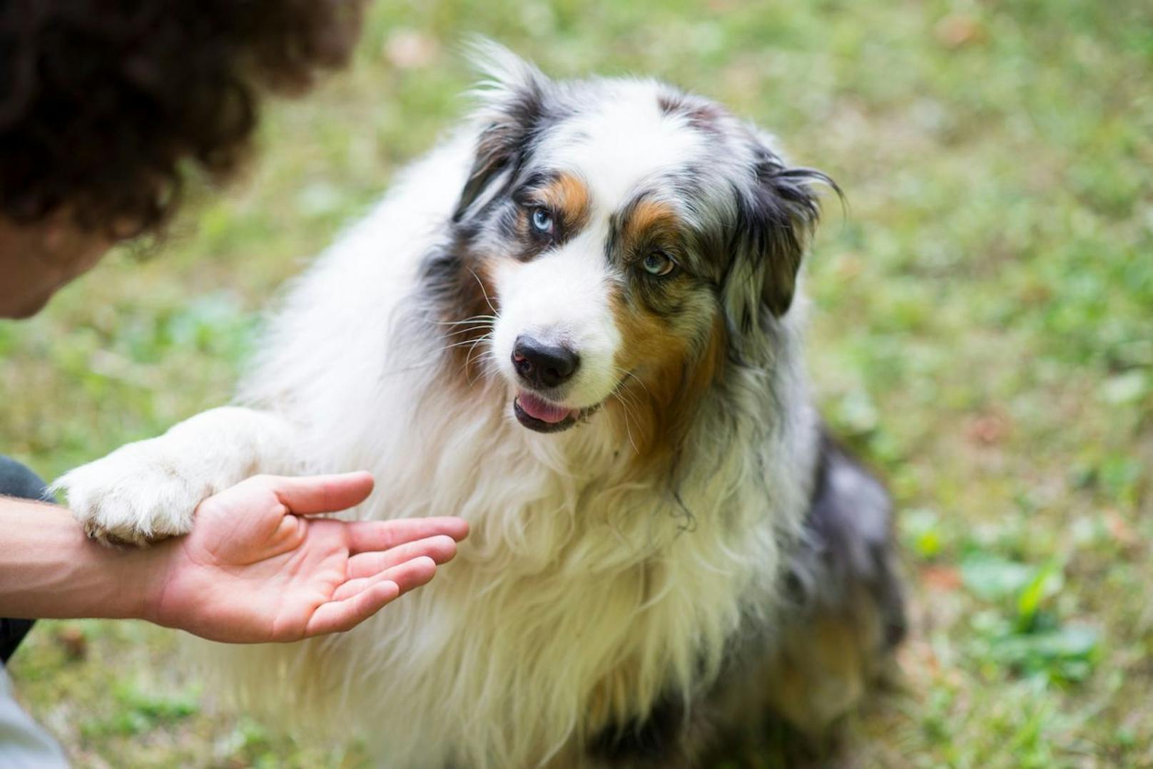 Bei dem Hund handelt es sich um einen Australian Shepherd. 