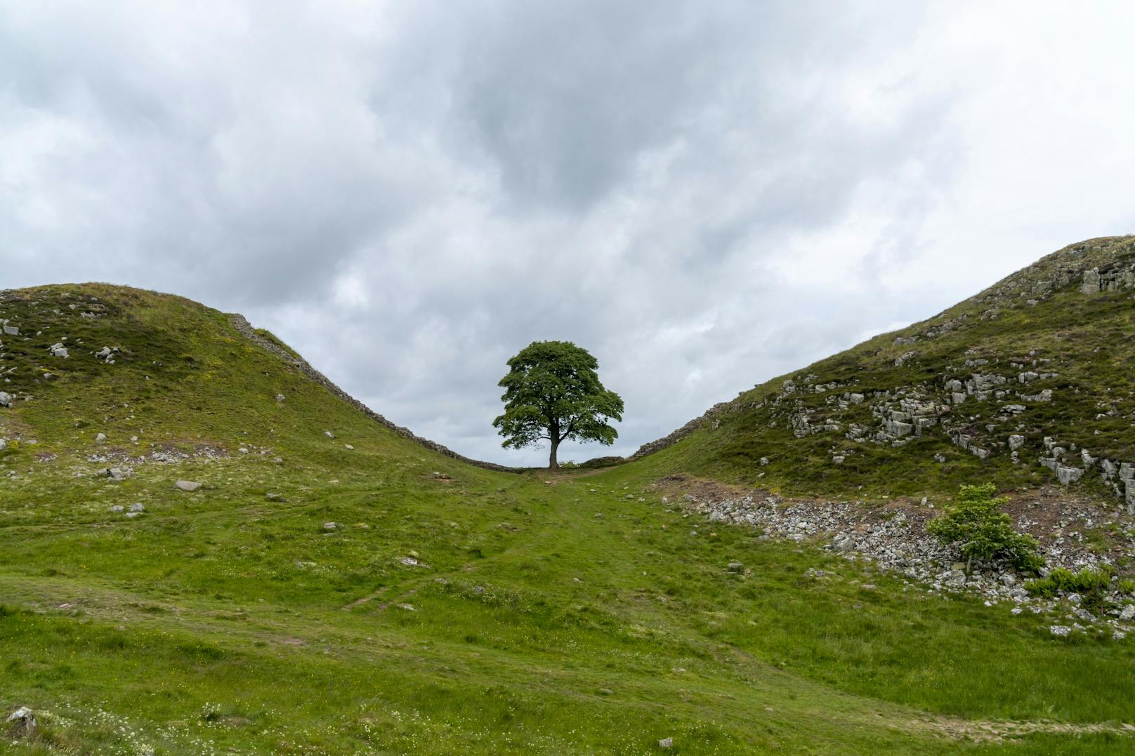 Der Baum soll absichtlich gefällt worden sein.