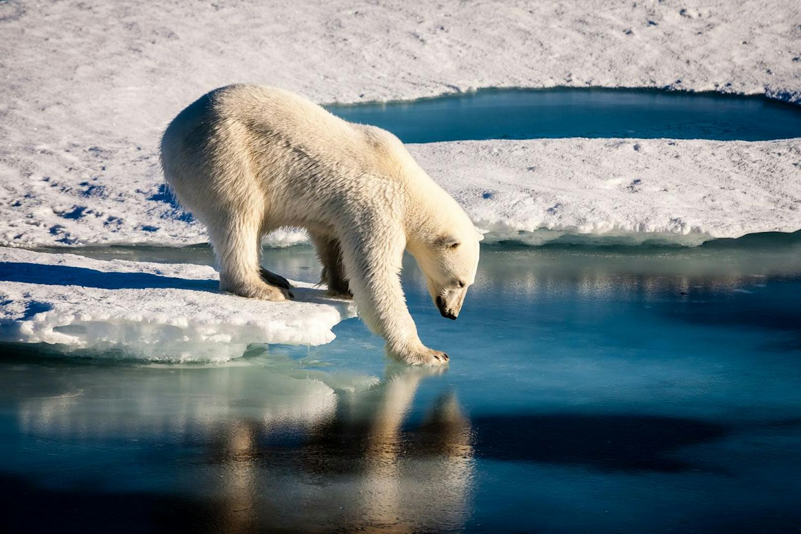 Ein Eisbär am Ende des Eises im Arktischen Ozean. (Archivbild)