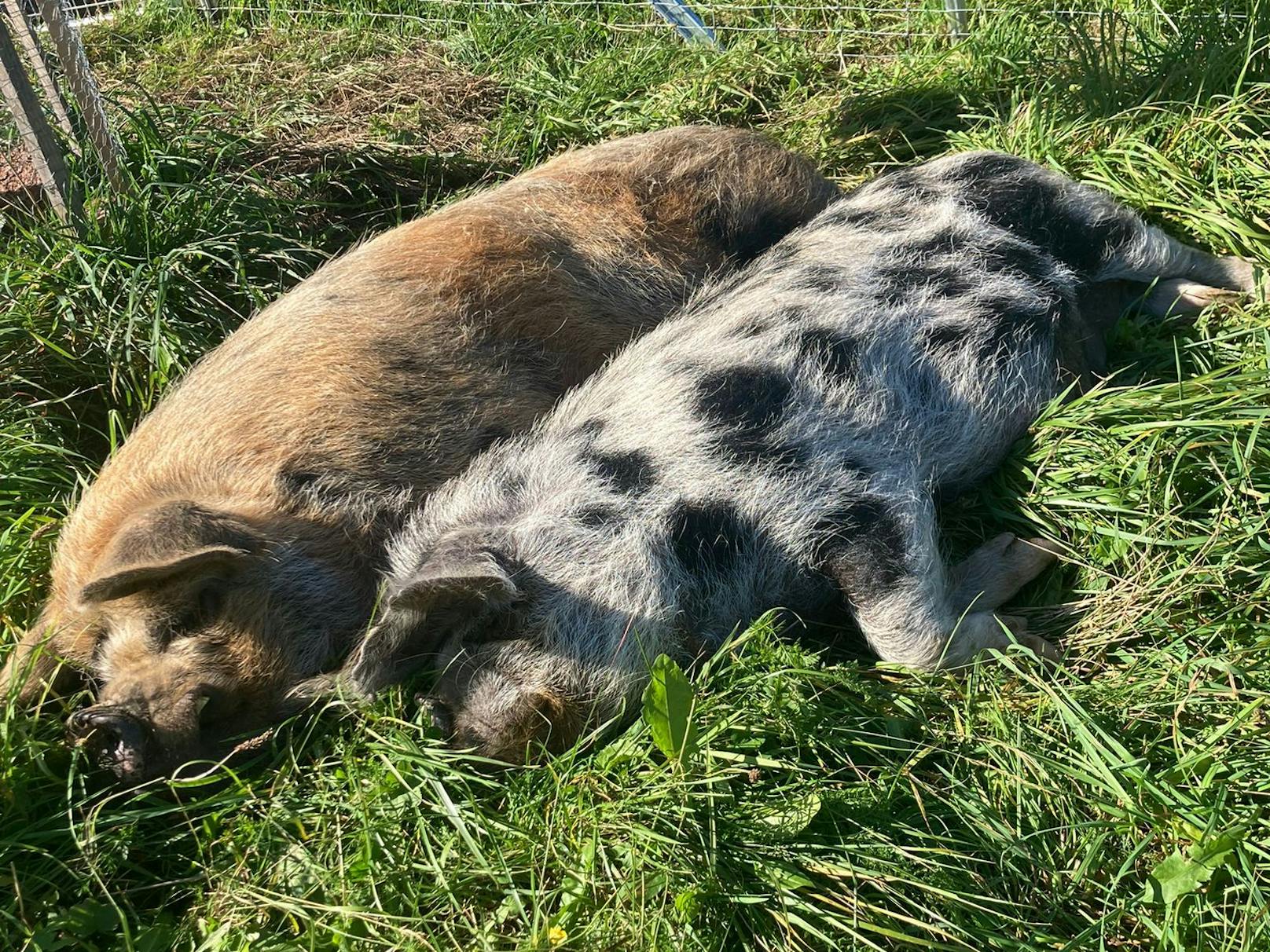 "Kevin" und "Thekla" genießen nun die Freiheit. Aus dem Tierschutzhaus zogen sie nun ins Waldviertel.