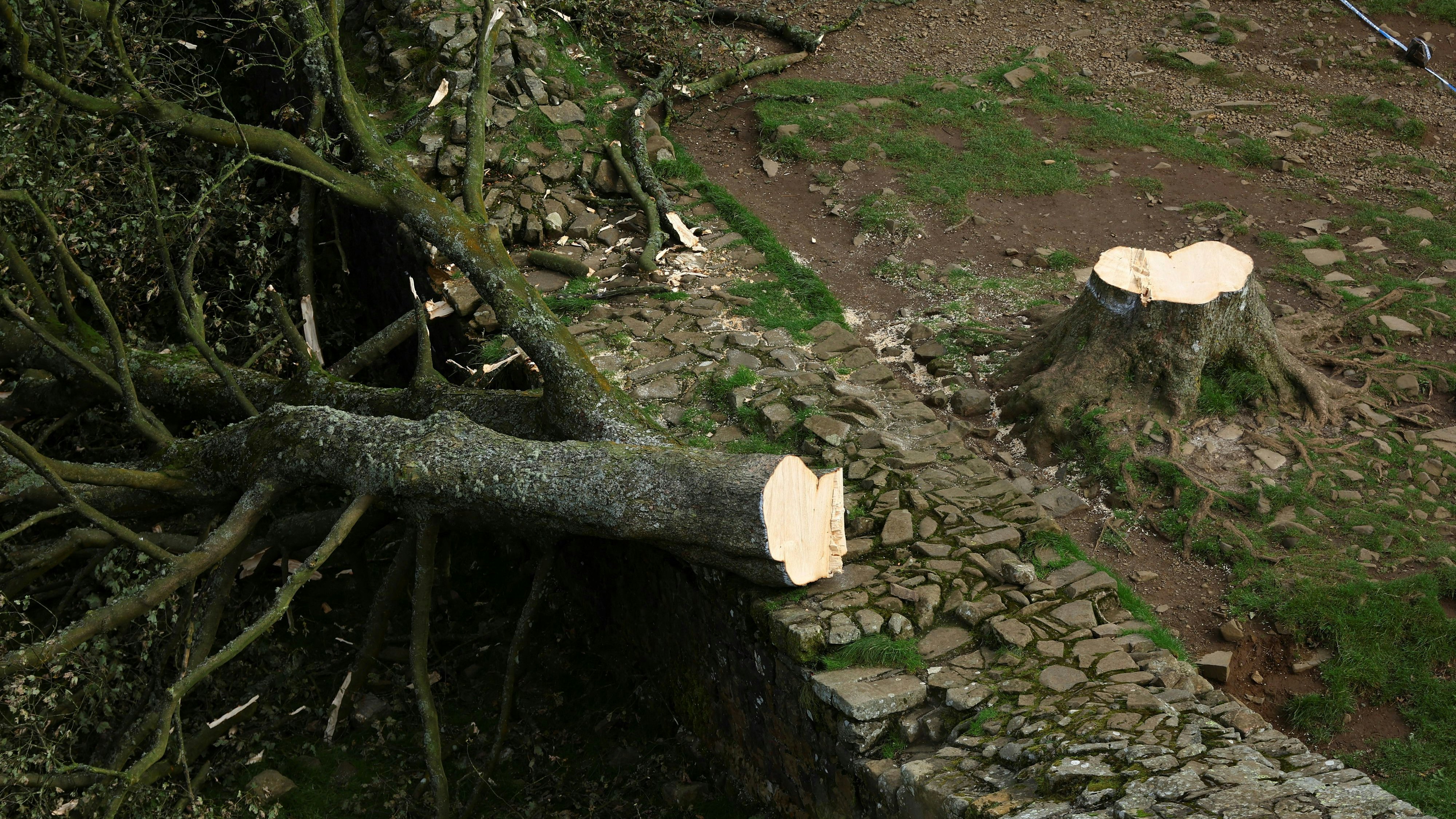 Heute.at - Baum gefällt: Claire muss 134.000 Euro Strafe zahlen