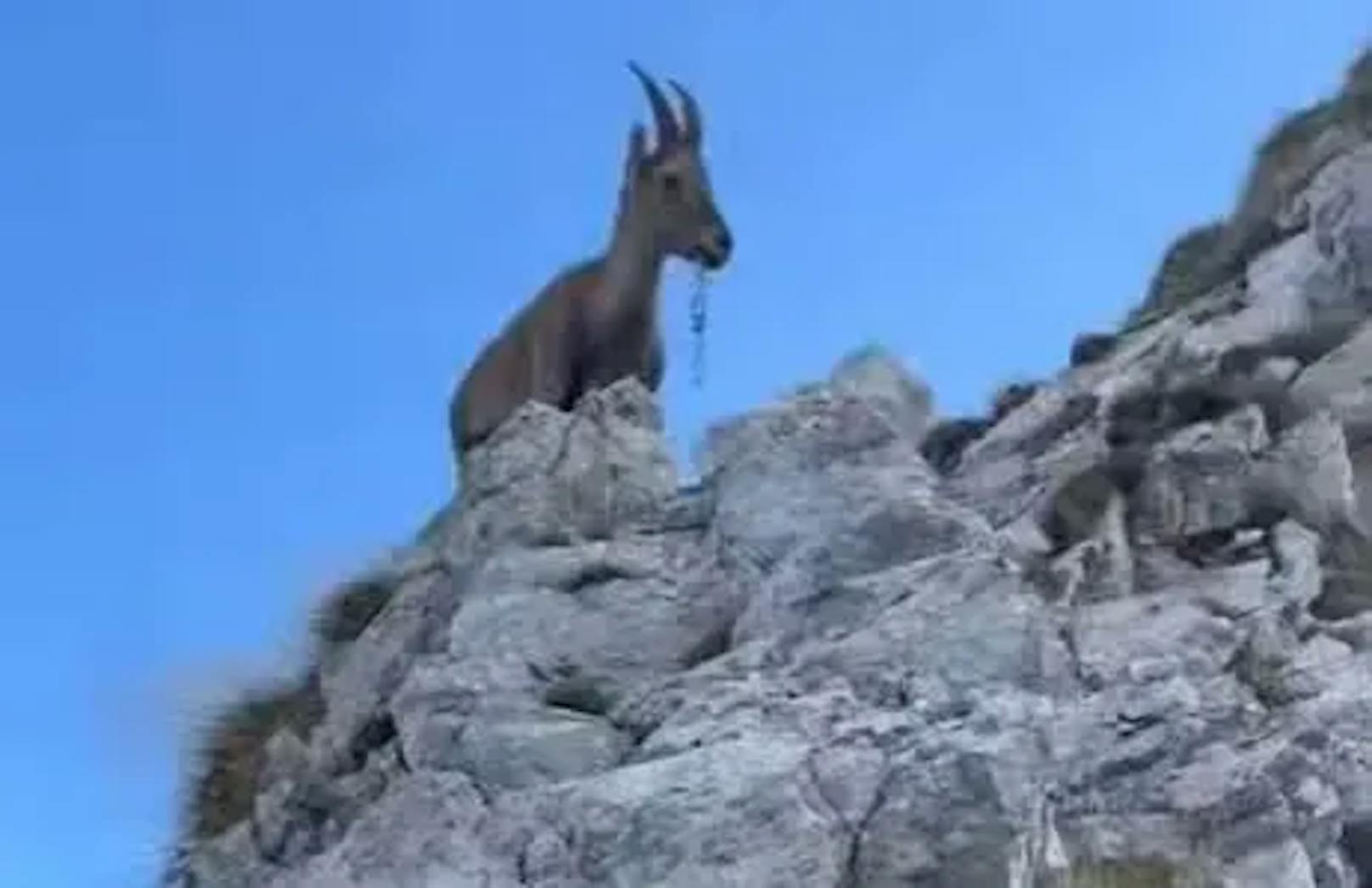 Dieses verletzte Steinbock-Weibchen brauchte dringend Hilfe: In seinem Maul steckte ein Steigeisen fest. 