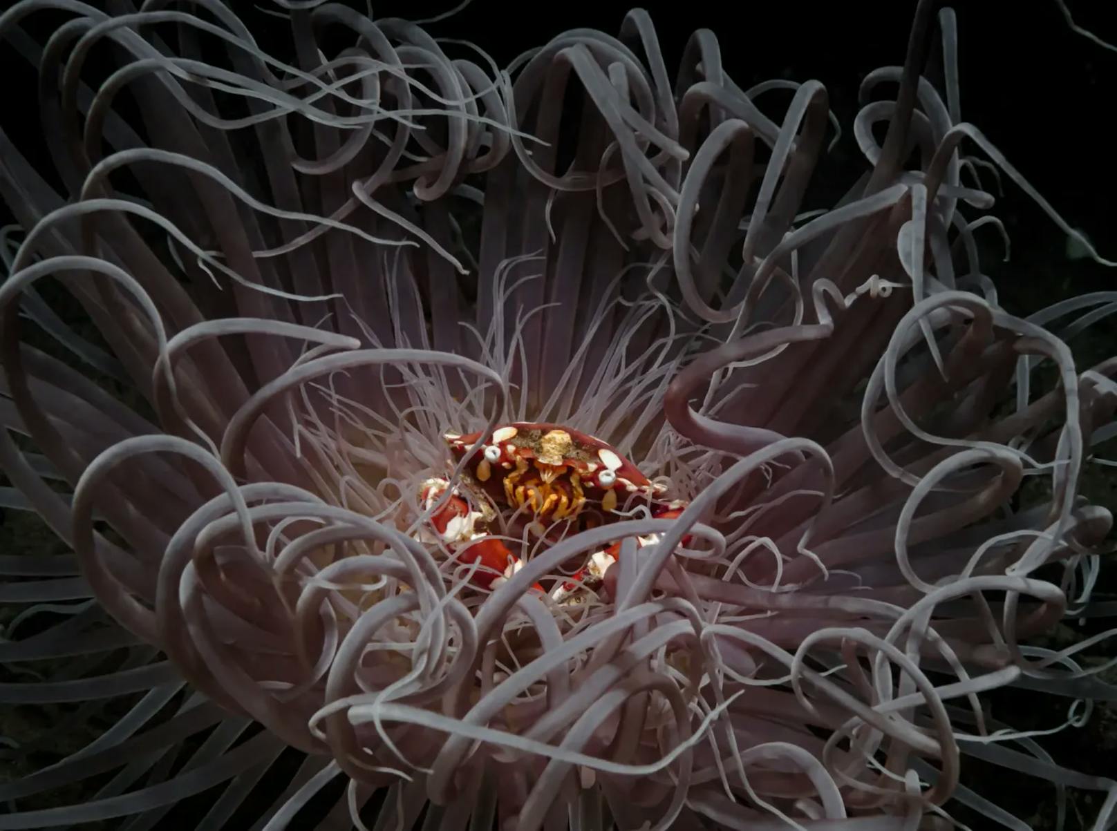 Platz 2 ging an Andrei Savin, dem diese verblüffende Aufnahme einer Krabbe gelang, die in der Mitte einer Seeanemone sitzt. Das Bild wurde ebenfalls vor den Philippinen aufgenommen.