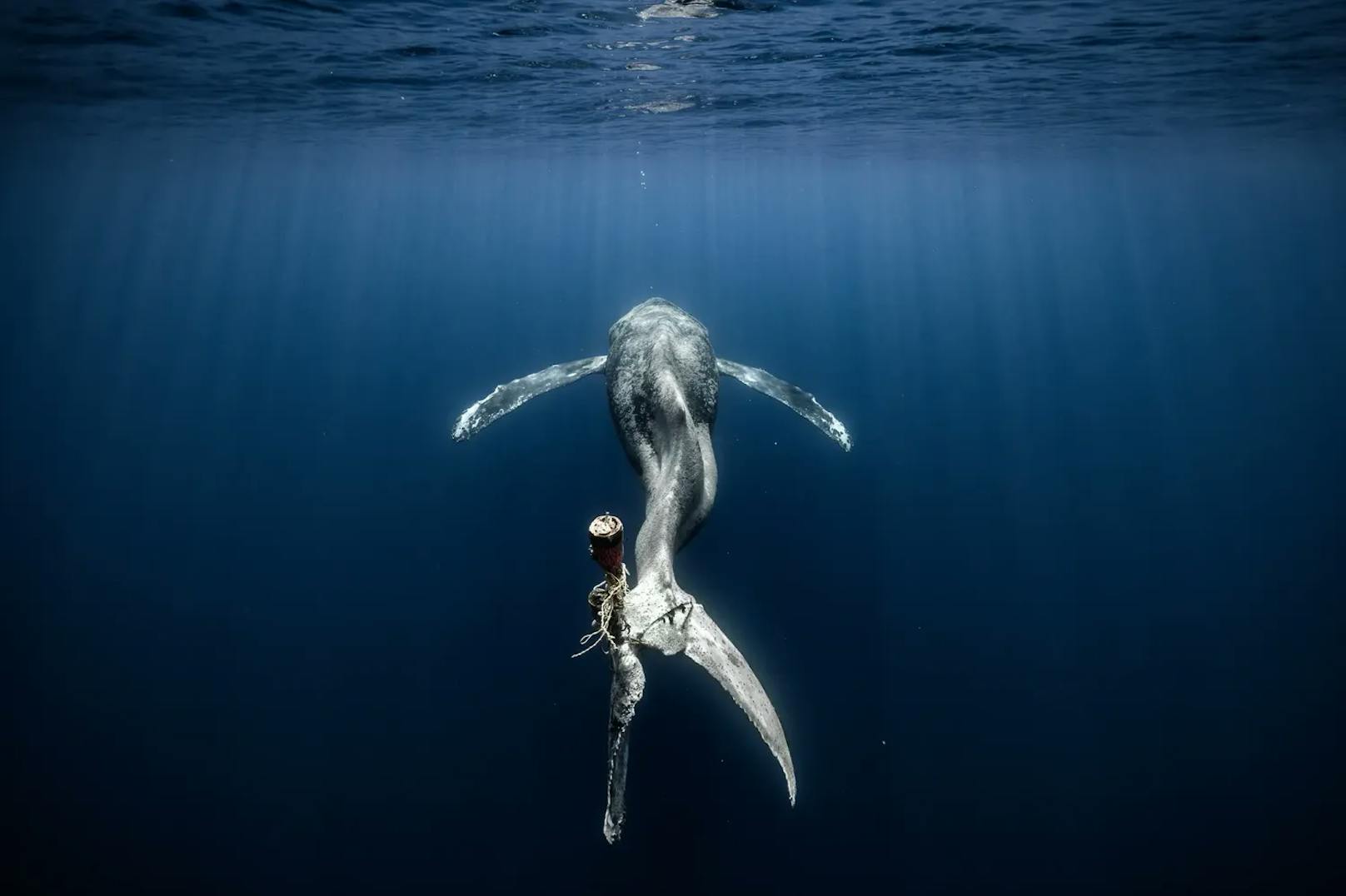 Ebenfalls auf dem Podest: Das traurige Bild eines Wals, der einen langsamen Tod stirbt, weil sich seine Schwanzflosse in den Seilen eine Boje verfangen hat. Das Foto nahm Alvaro Herrero Lopez-Beltran vor Baja California, Mexiko, auf.