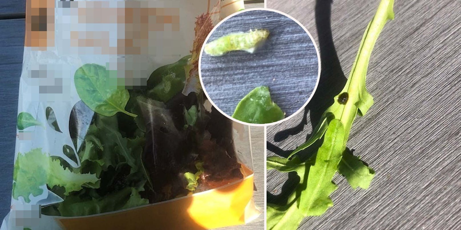 "Wurm und Käfer" – Frau aus NÖ macht Ekelfund in Salat
