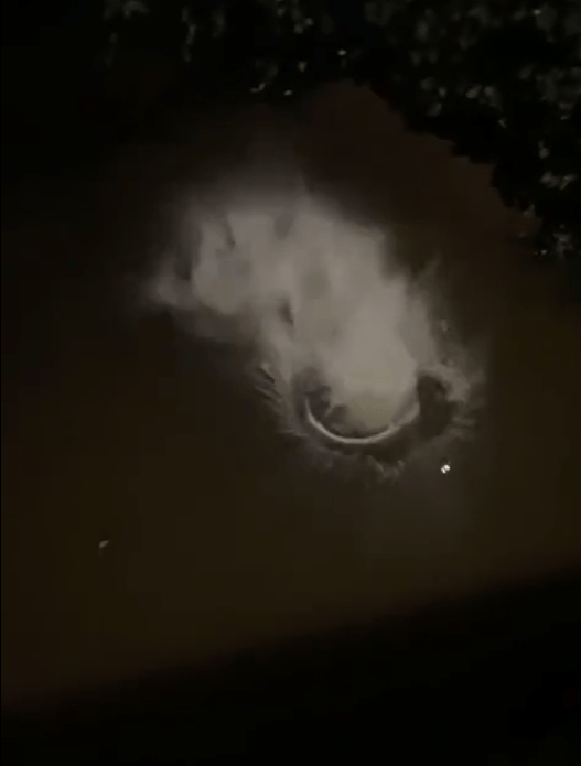 Auf dem Video sieht man, wie unbekannte Personen zwei Räder in einen Bach werfen.