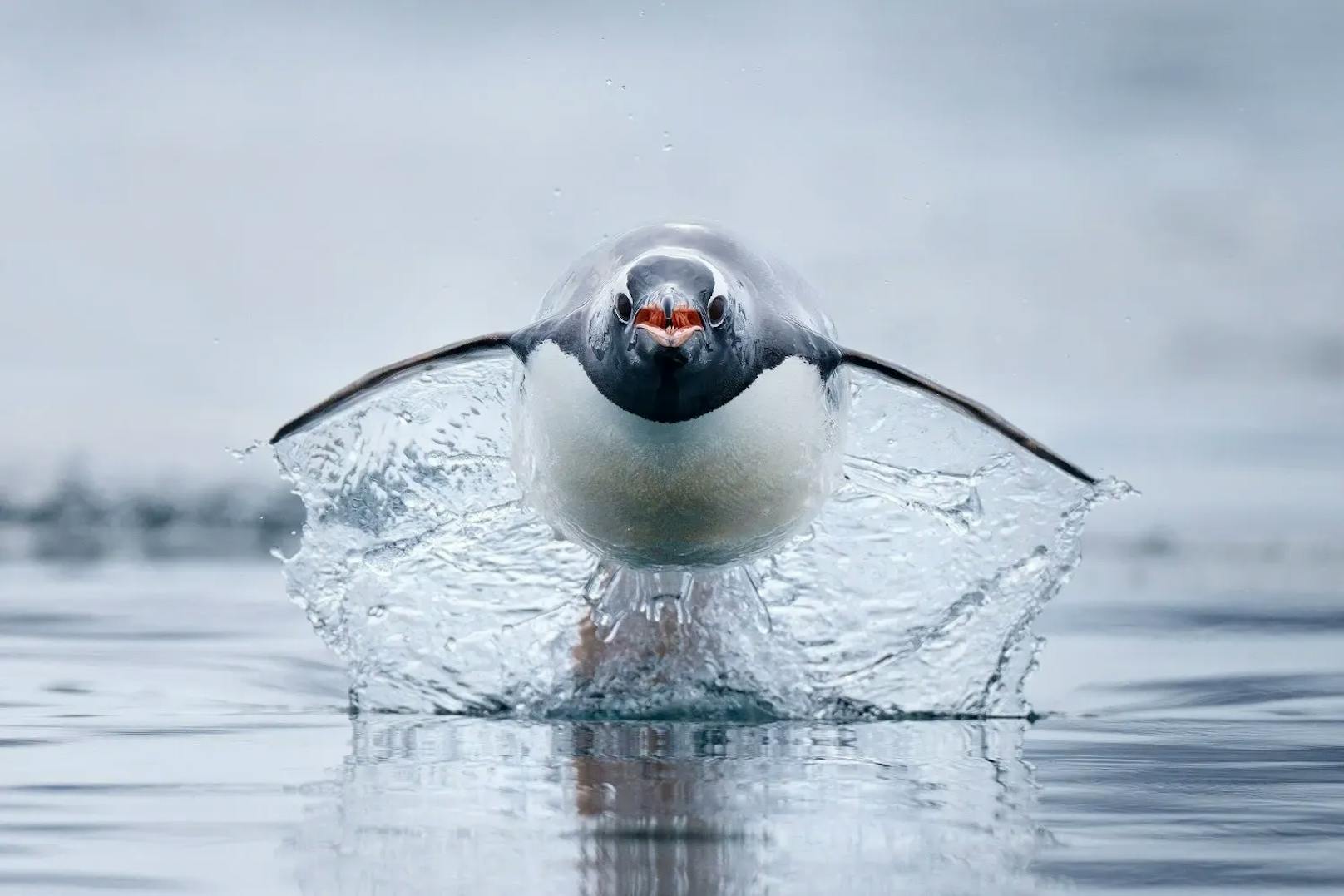 Ein Eselspinguin, die schnellste Pinguinart der Welt, stürmt über das Wasser. Aufgenommen in der Antarktis.