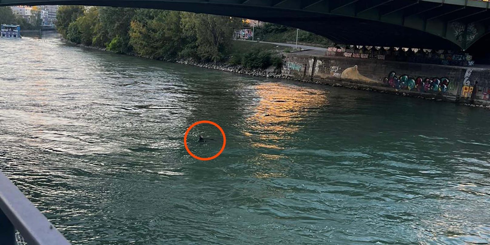 Wiener fassungslos: "Dann tauchte etwas in Donau auf"