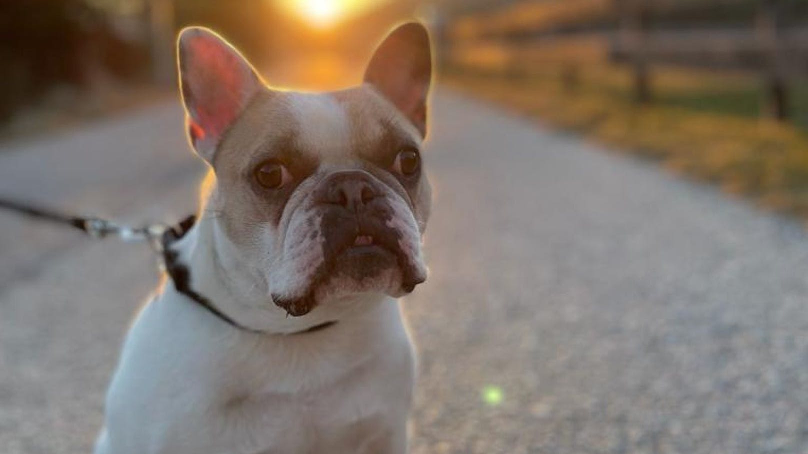 Die sechsjährige französische Bulldogge "Pitti" des in  Wattens wohnhaften Hundebesitzers wurde  Opfer eines Giftanschlags.