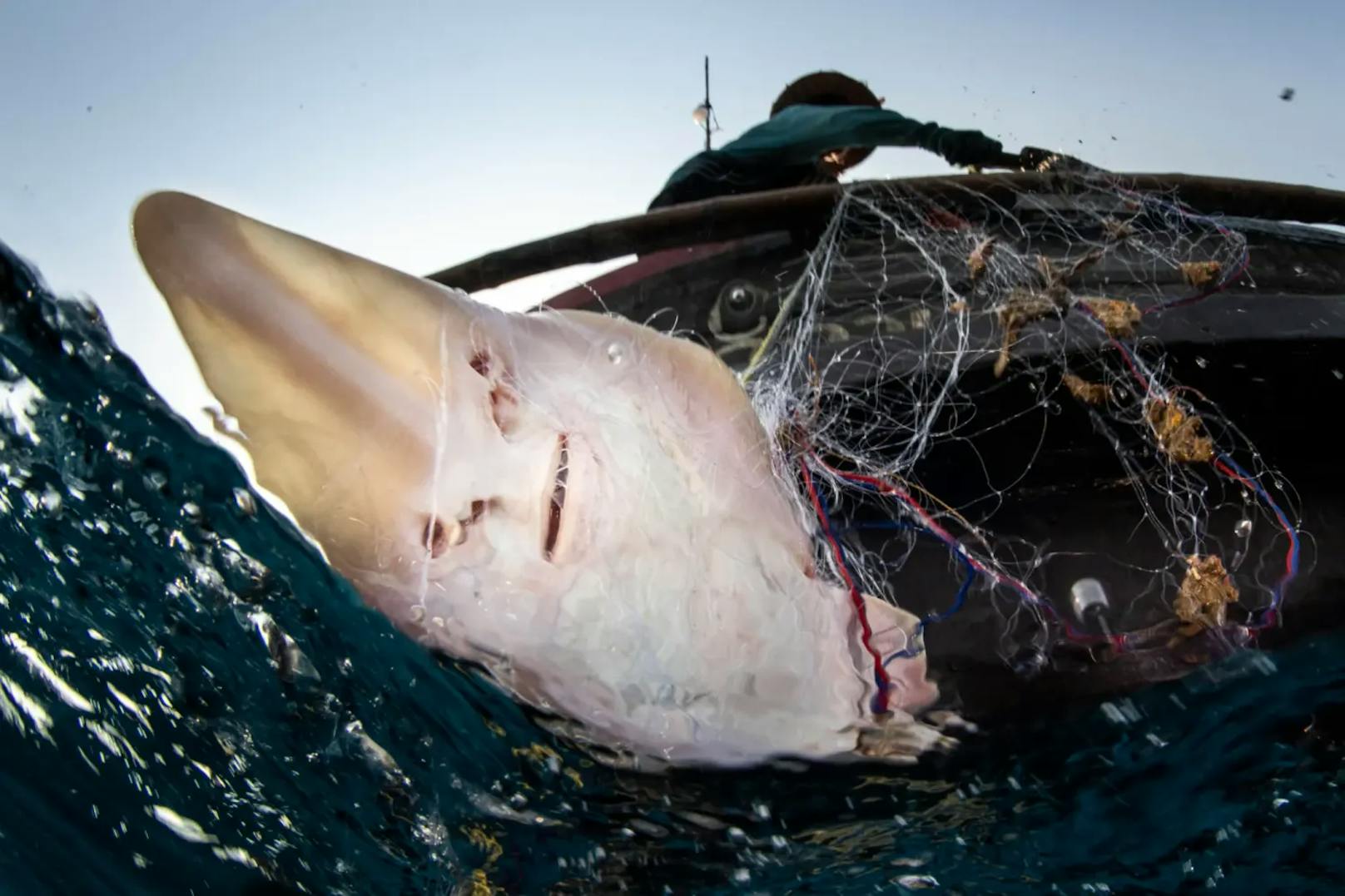 Auch das ist Alltag im Meer: Ein Rochen der erst 2019 entdeckten Art Rhinobatos ranongensis landet im Netz eines Fischers. Aufgenommen im Mergui-Archipel, Burma.