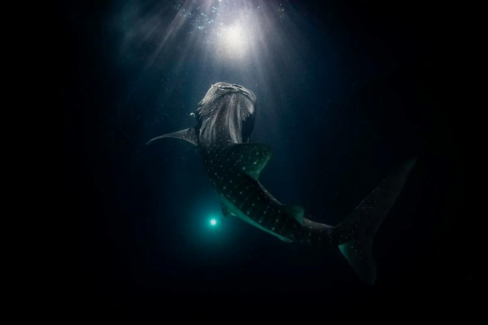 Ein Walhai schwimmt auf das Licht eines Bootes zu. Aufgenommen von Merche Llobera, Gewinnerin des Female Fifty Fathoms Award, vor den Malediven.