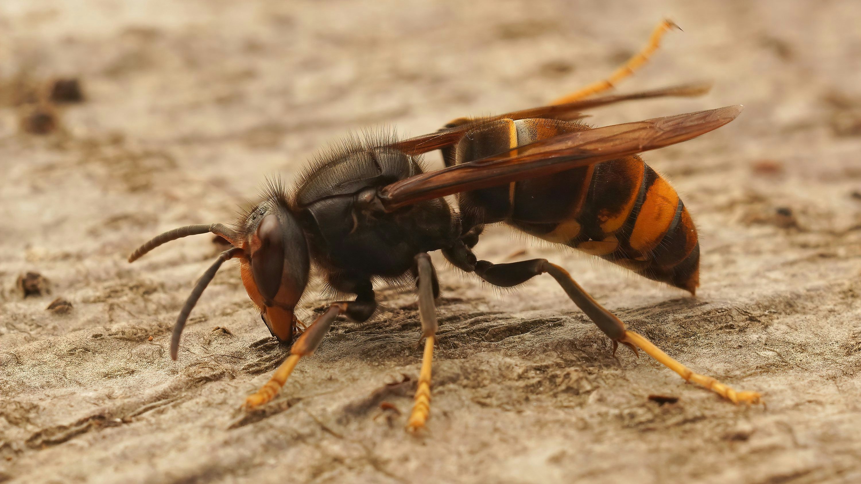 Am Samstag wurde ein Sportevent am Rande eines Volksfests abgesagt, als Hornissen Läufer angegriffen hatten.