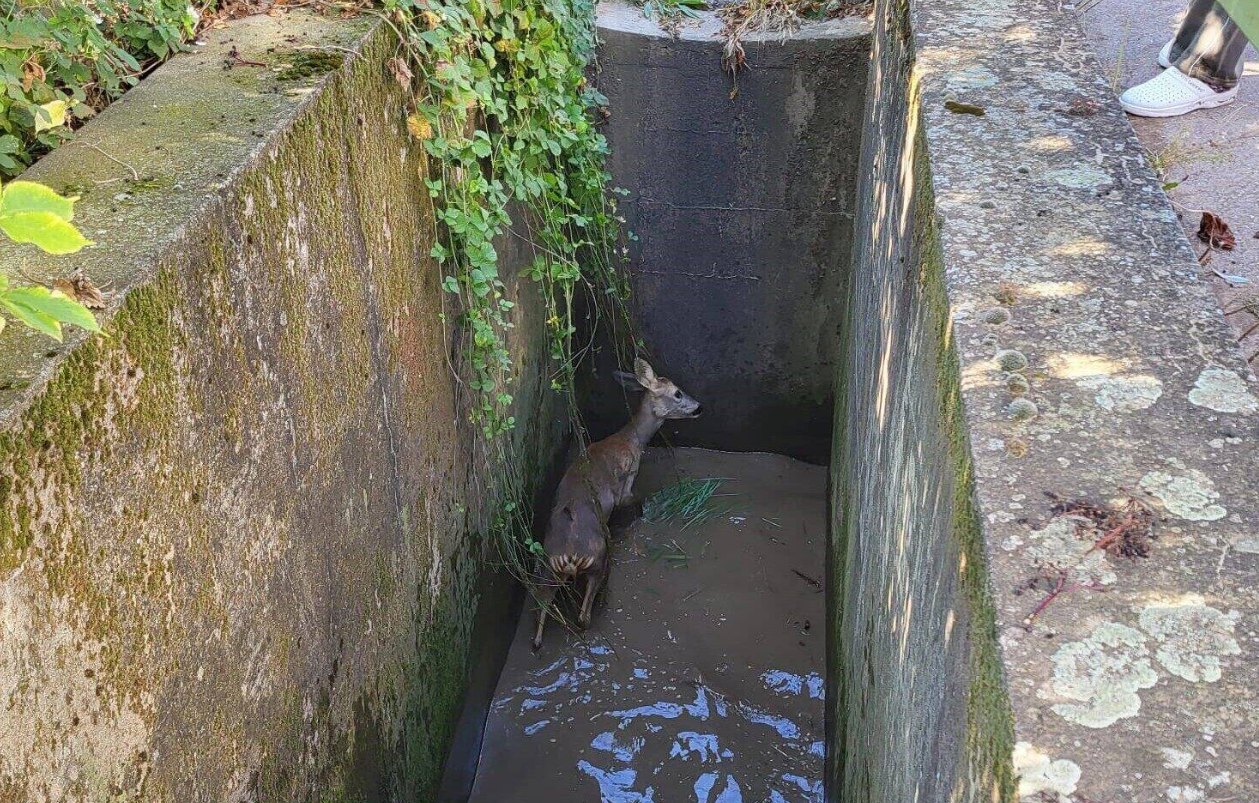Rehrettung Poysbrunn