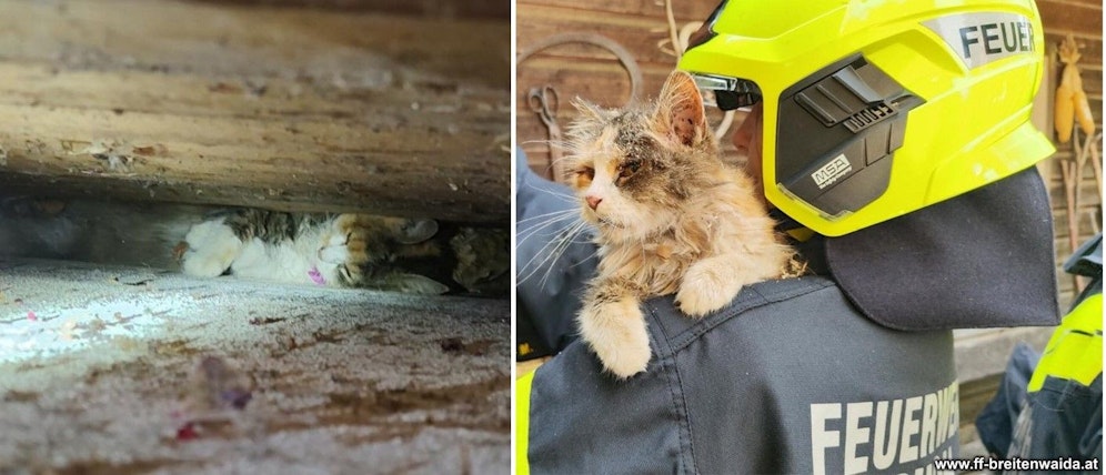 Die Katze rutschte in einen acht Zentimeter breiten Spalt, konnte von der Feuerwehr befreit werden.