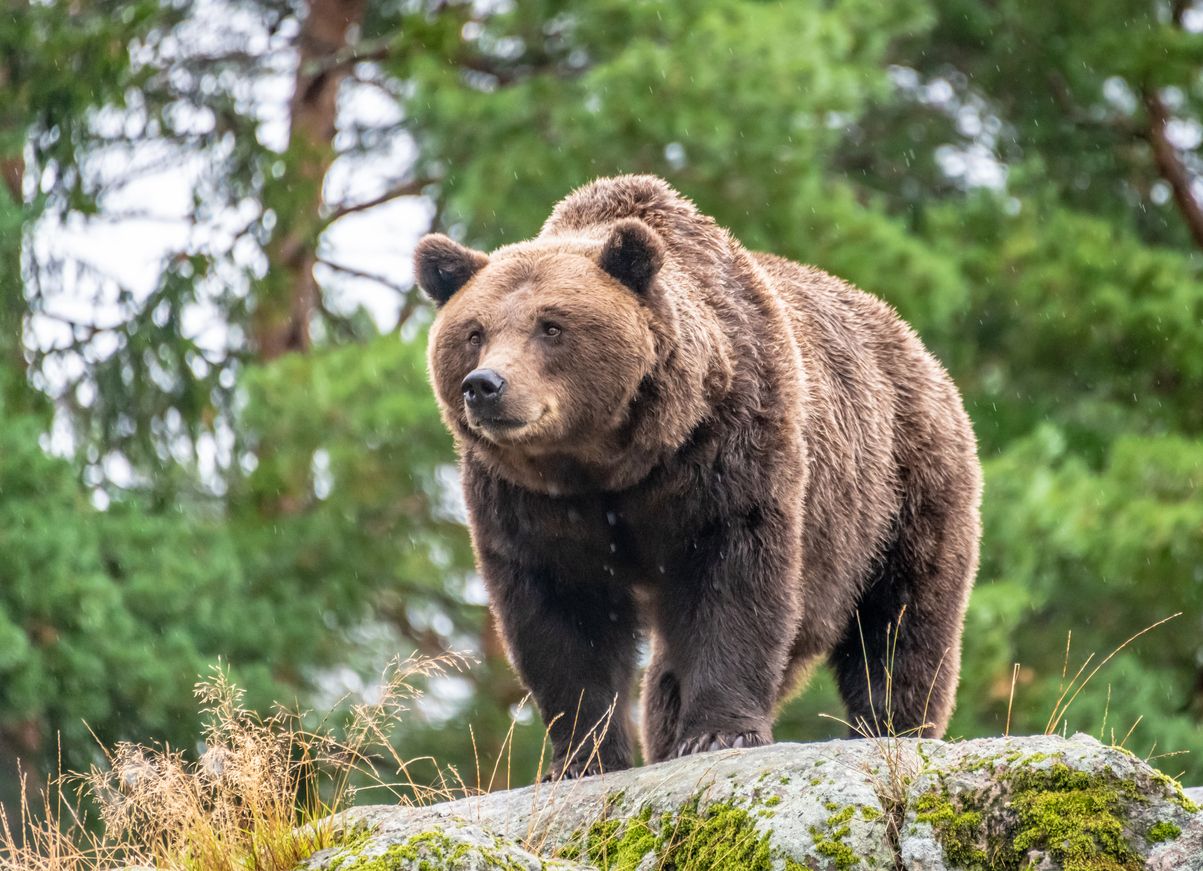 In einem kanadischen Nationalpark hat ein Grizzly ein Paar mit einem Hund attackiert und tödlich verletzt (Symbolbild).