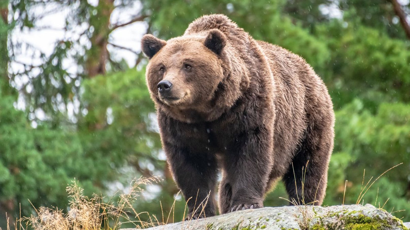 In einem kanadischen Nationalpark hat ein Grizzly ein Paar mit einem Hund attackiert und tödlich verletzt (Symbolbild).