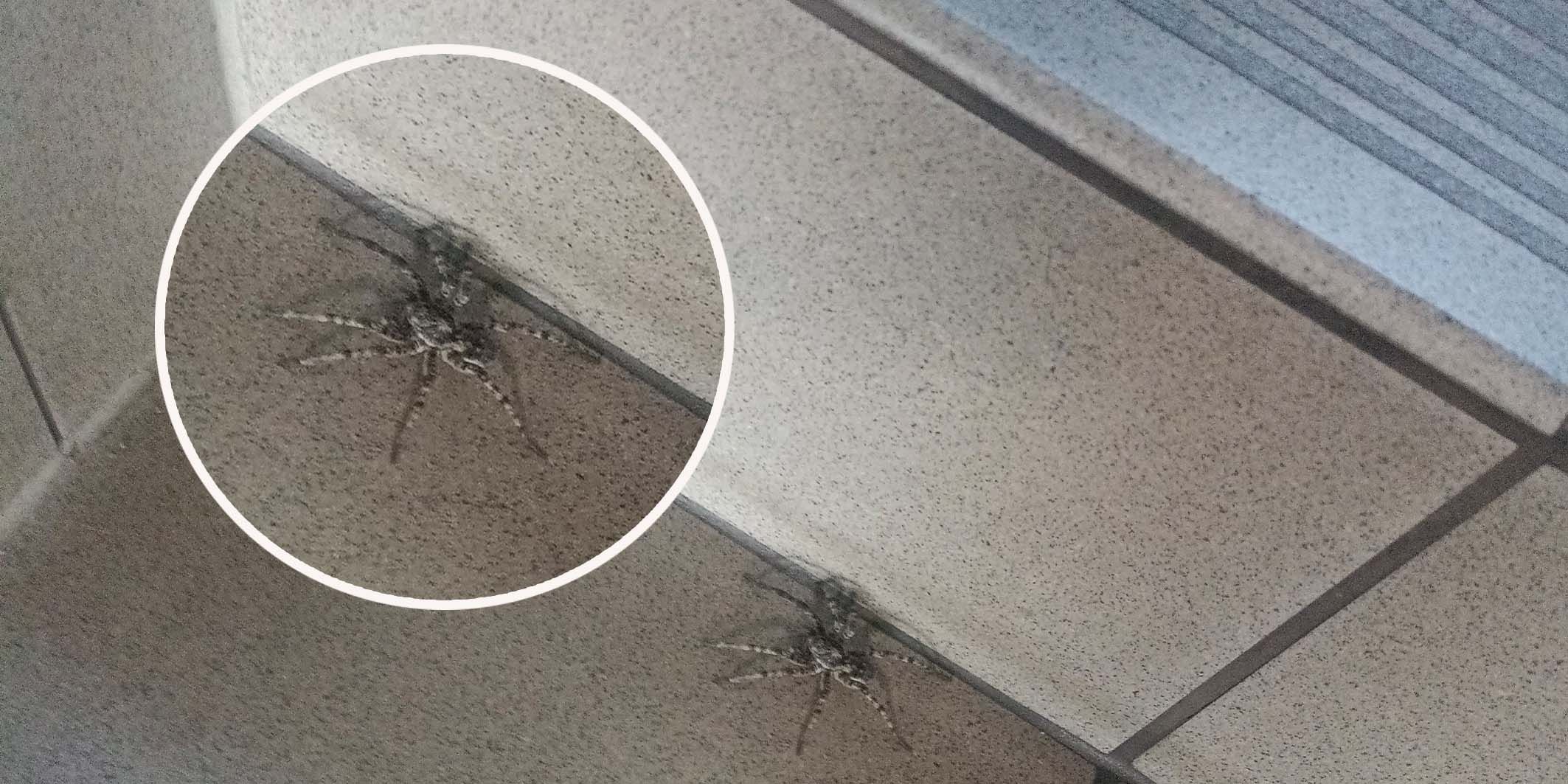 Horror, Riesenspinne in Wohnung