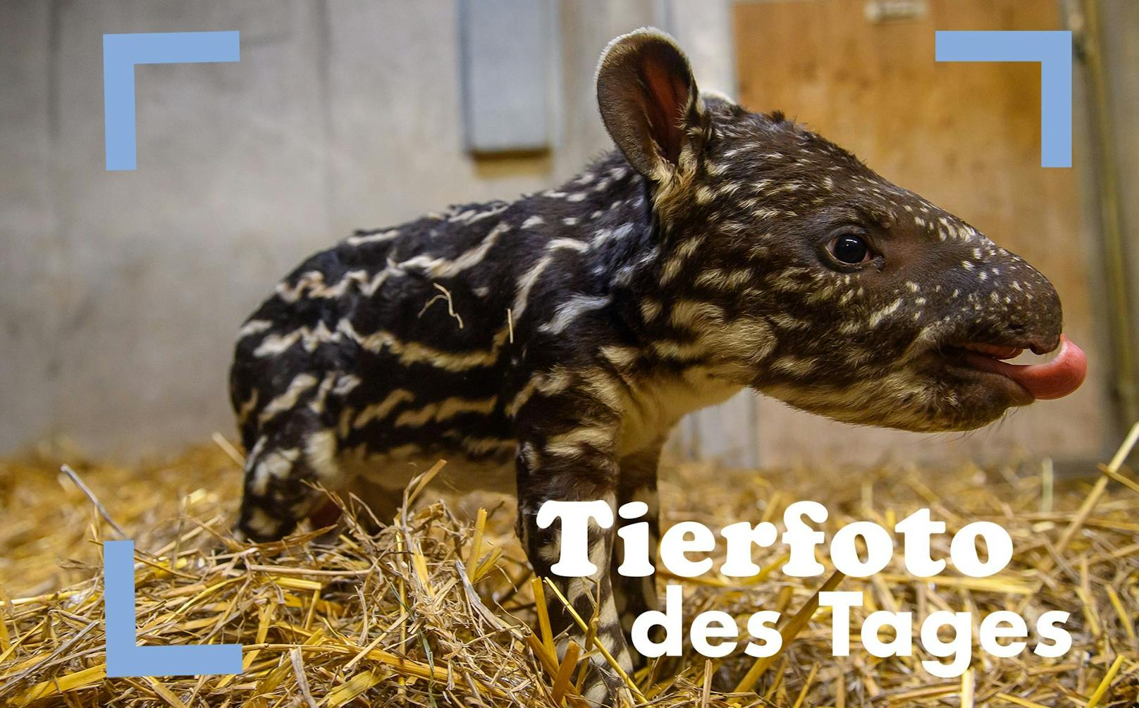 Etwas Niedliches zum Wochenbeginn: Im Zoo von Magdeburg (DE) kam ein Tapir zur Welt. 