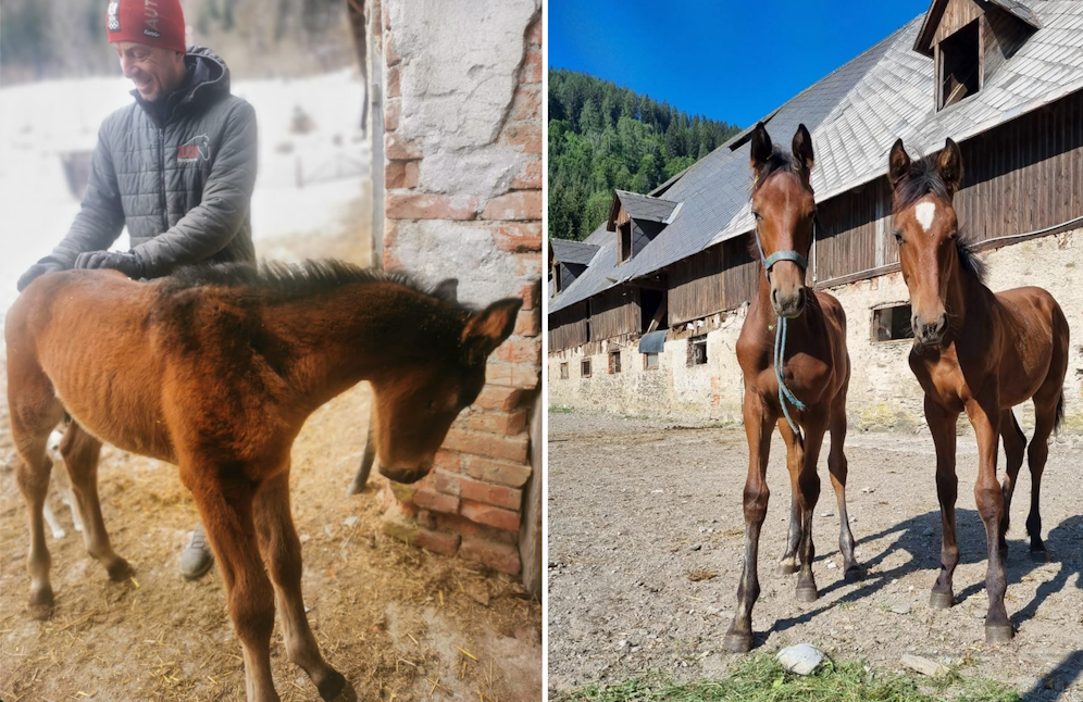 Züchter Simon Zuchi verlor die 18 Monate alte 