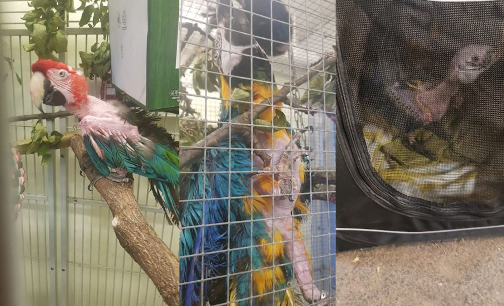 Die 3 Papageien mussten in zu kleinen Käfigen hausen.