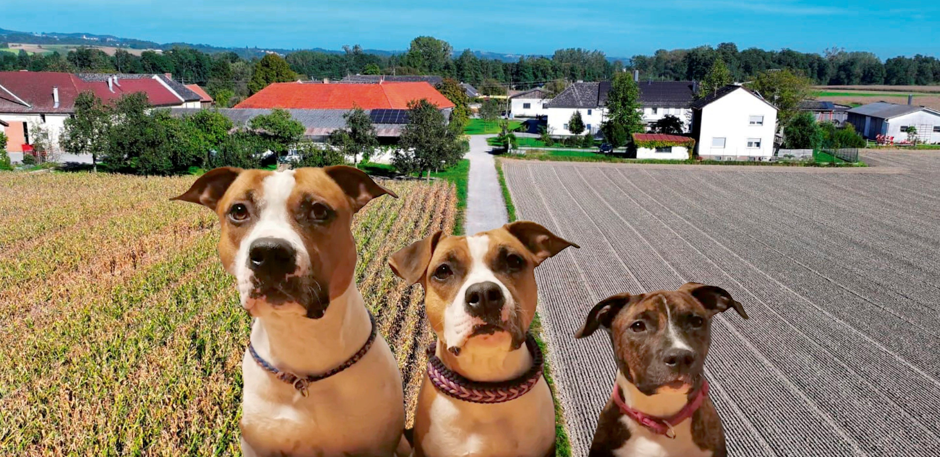 Links im Bild ist "Elmo" - er wurde inzwischen eingeschläfert. Die anderen beiden Kampfhunde sowie noch vier weitere dürfen vorerst bei ihrem Frauerl bleiben.