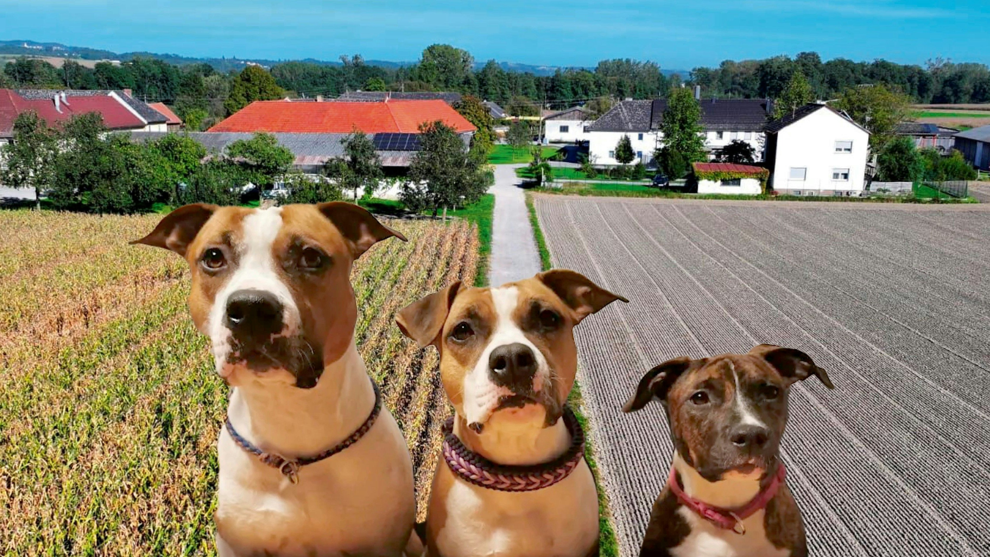 Heute.at - Hunde töteten Joggerin, jetzt müssen sie sterben