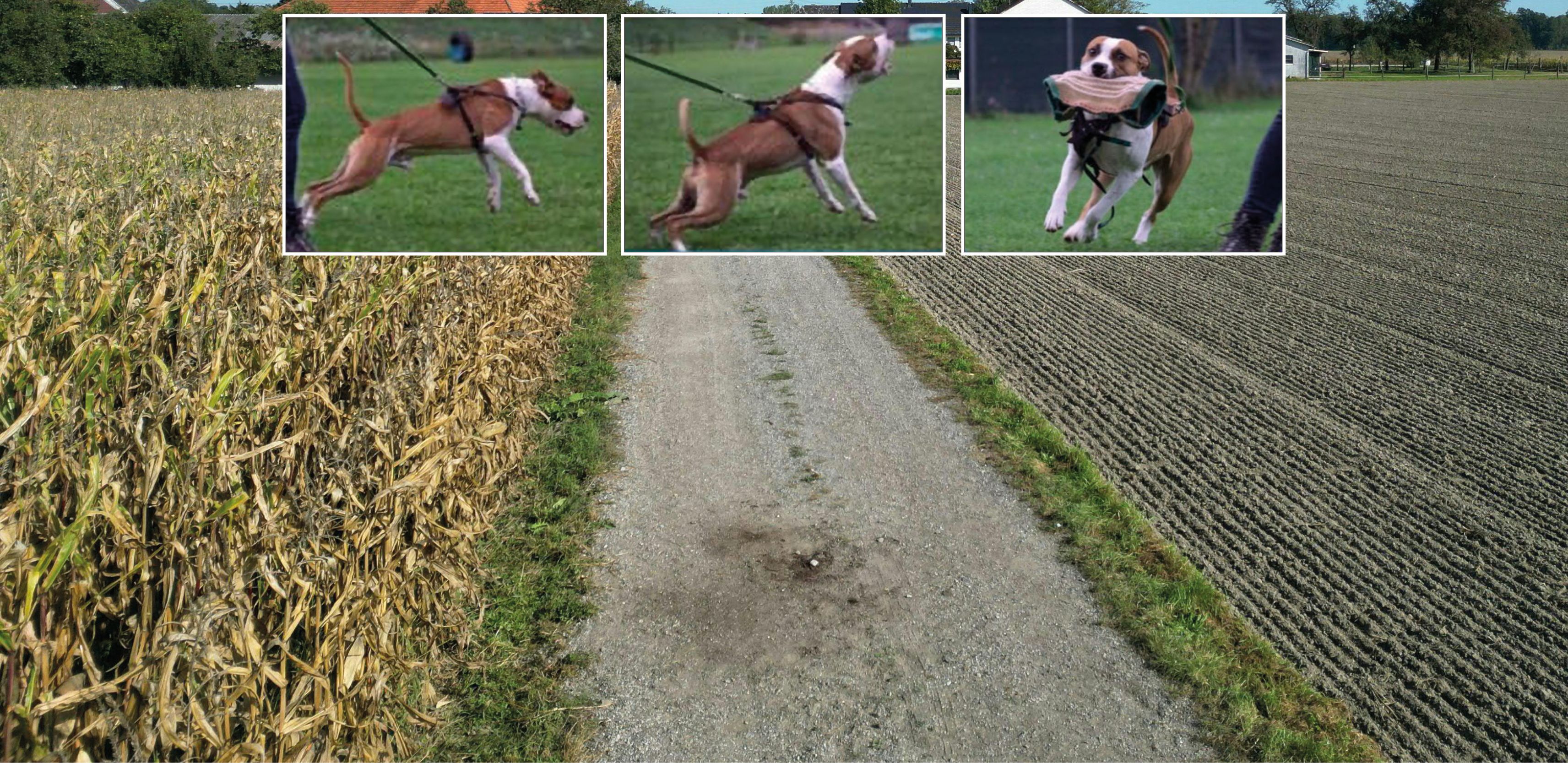 Elmo - wie hier auf den drei Fotos zu sehen ist - wurde in eine Schutzsport-Schule geschickt.