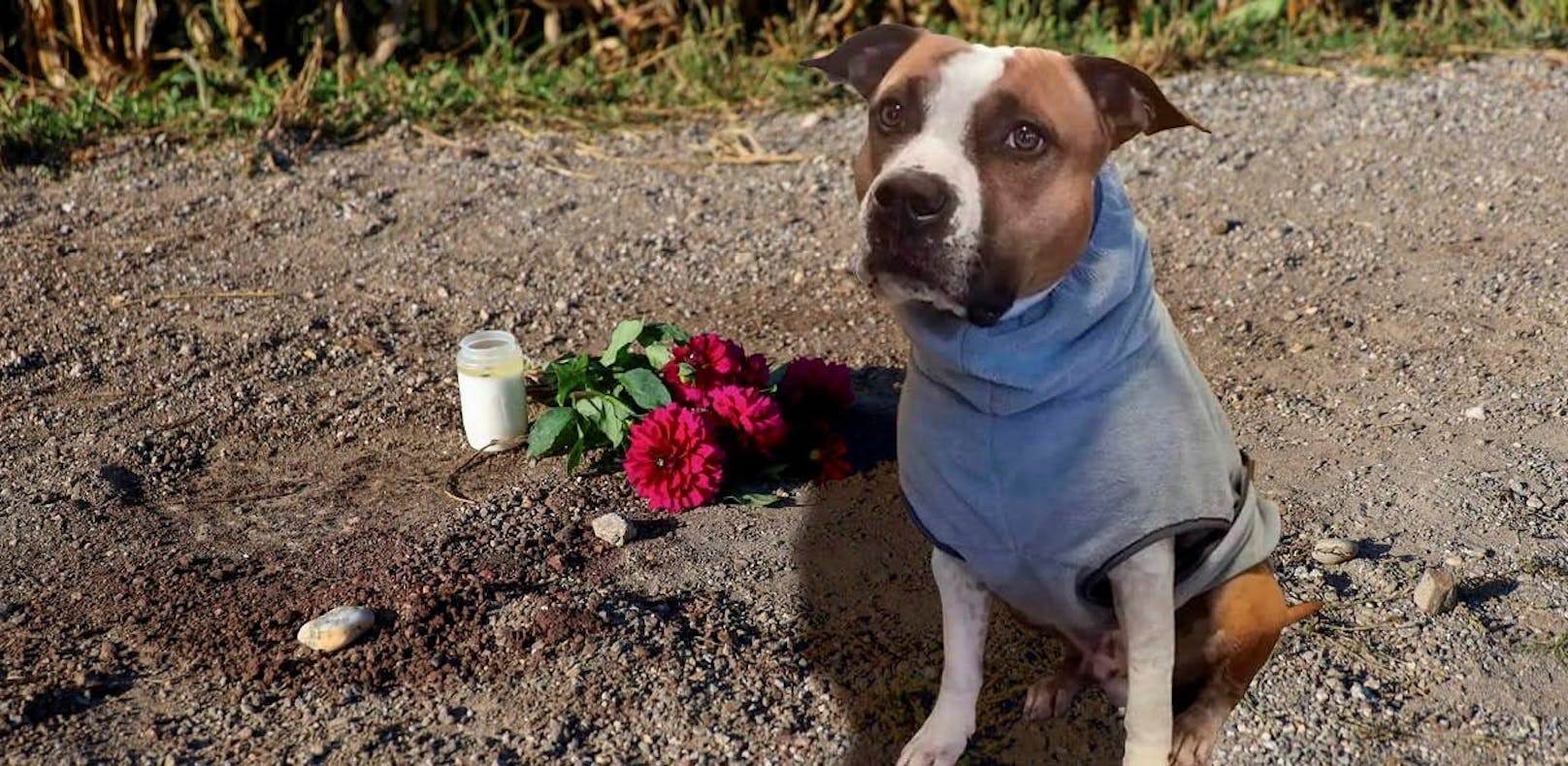 DNA-Test soll Rätsel um tödliche Hunde-Attacke lösen
