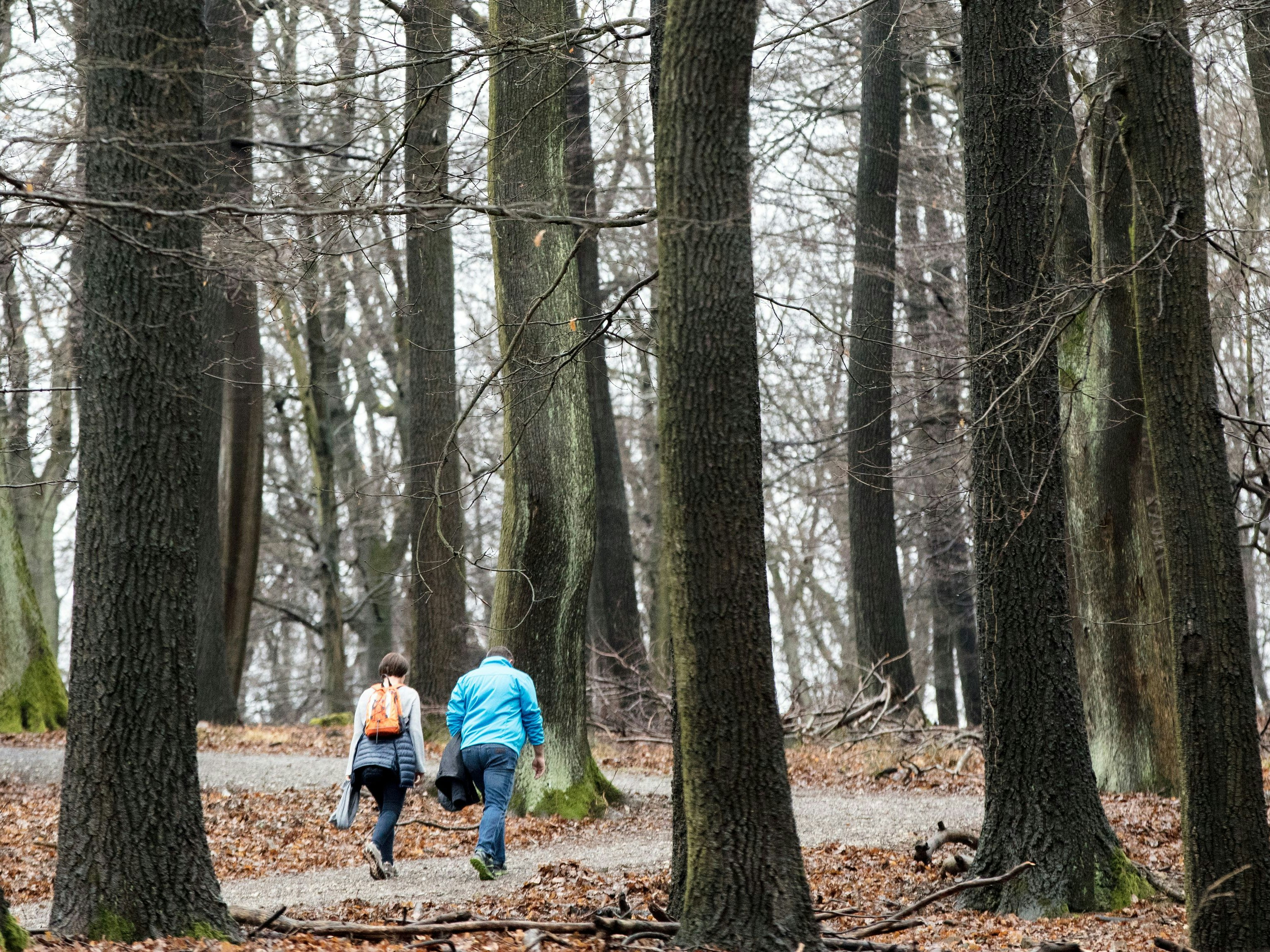Download von www.picturedesk.com am 03.10.2023 (11:31).  ABD0096_20170319 - WIEN - ÖSTERREICH: THEMENBILD - Spaziergänger am Sonntag, 19. März 2017, im Lainzer Tiergarten. Der Lainzer Tiergarten ist ein öffentlich zugängliches Naturschutzgebiet in Wien und als Schutzgebiet ist es auch Bestandteil des Biosphärenparks Wienerwald. - FOTO: APA/GEORG HOCHMUTH - 20170319_PD3030 - Rechteinfo: Rights Managed (RM)