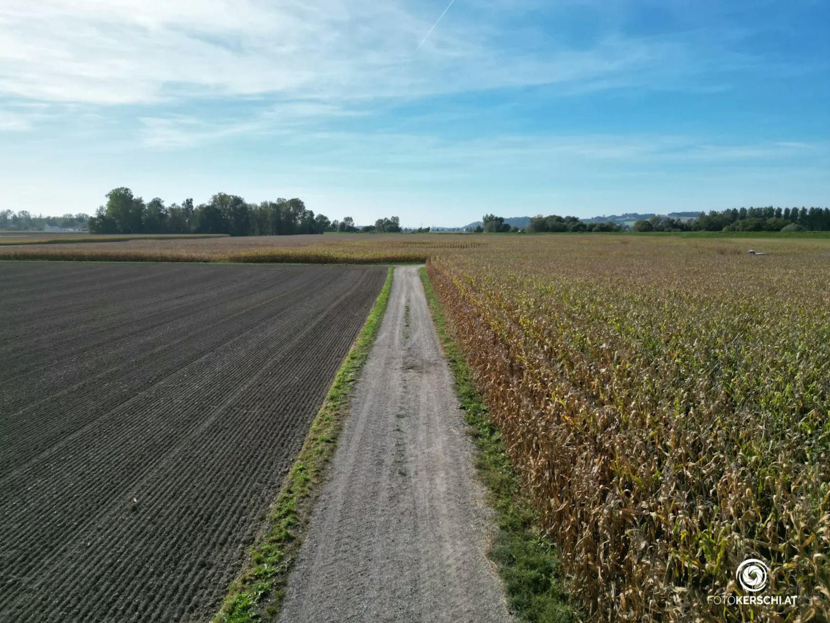 Laut ersten Erhebungen versuchte die Hundebesitzerin noch den Hund oder die Hunde von der Joggerin wegzureißen, was ihr jedoch nicht gelang. Die 60-Jährige erlitt dabei multiple Bissverletzungen. Der herbeigerufene Notarzt konnte tragischerweise nur mehr den Tod feststellen.