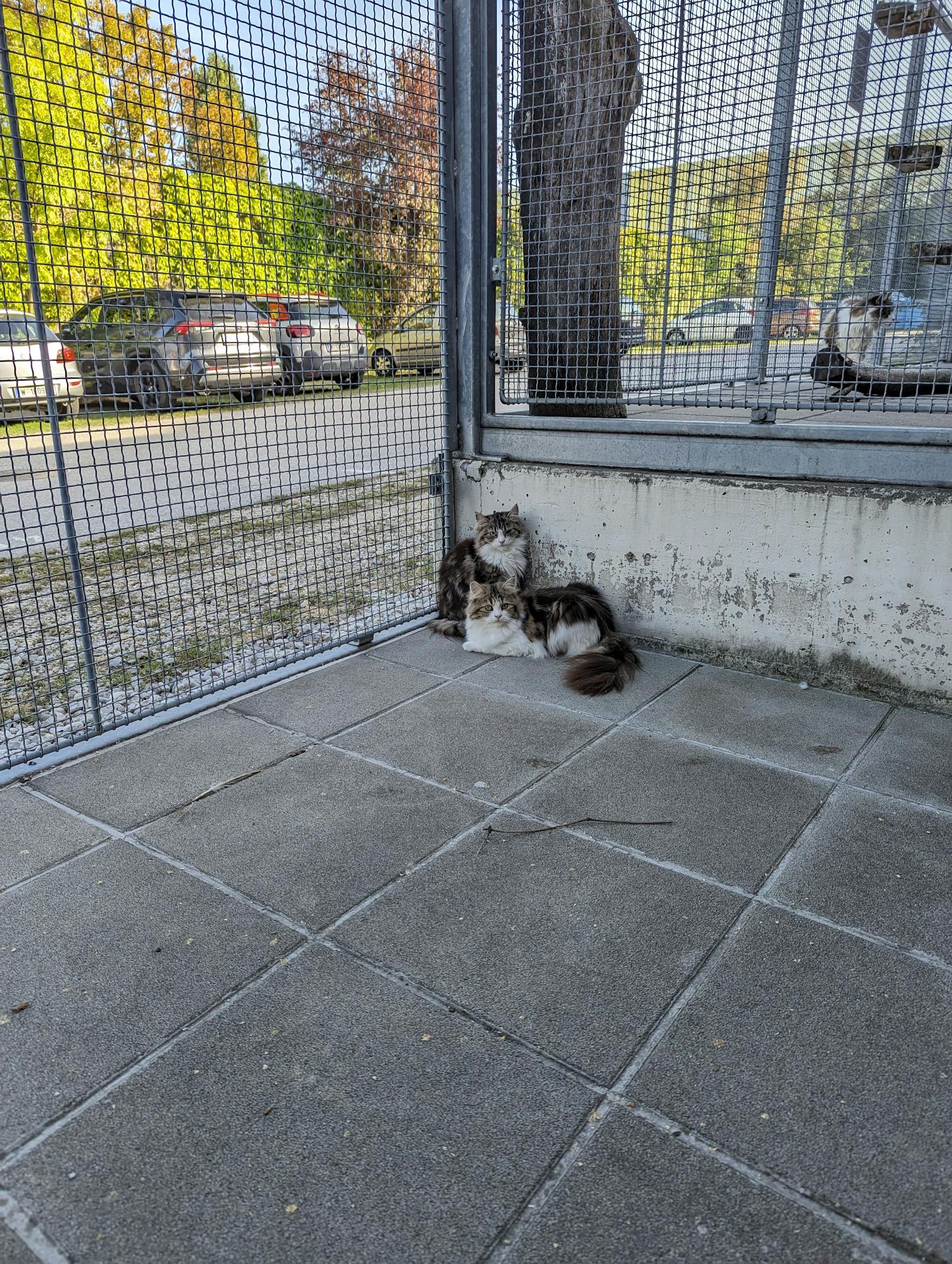 Nach zwei Monaten kann nun ein Teil bereits vermittelt werden und wartet auf ein liebevolles Zuhause.