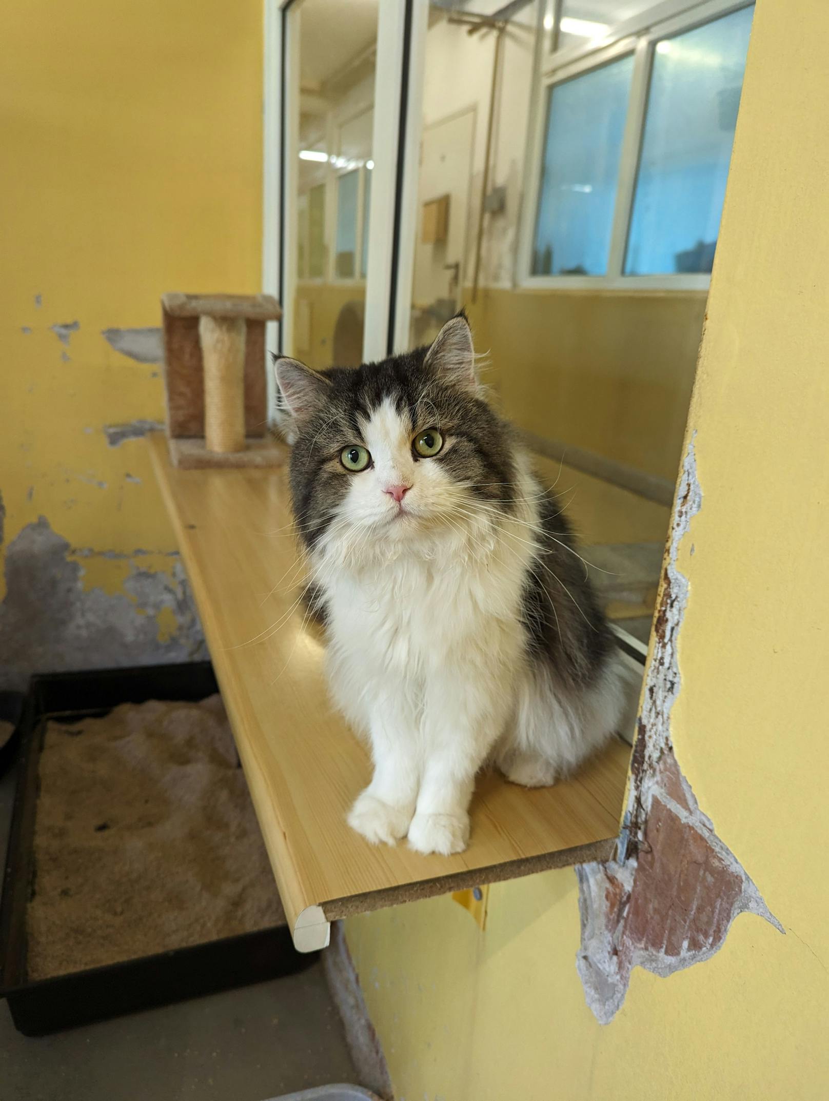 Im August wurden insgesamt 33 Katzen aus einer Wohnung in Mödling beschlagnahmt.