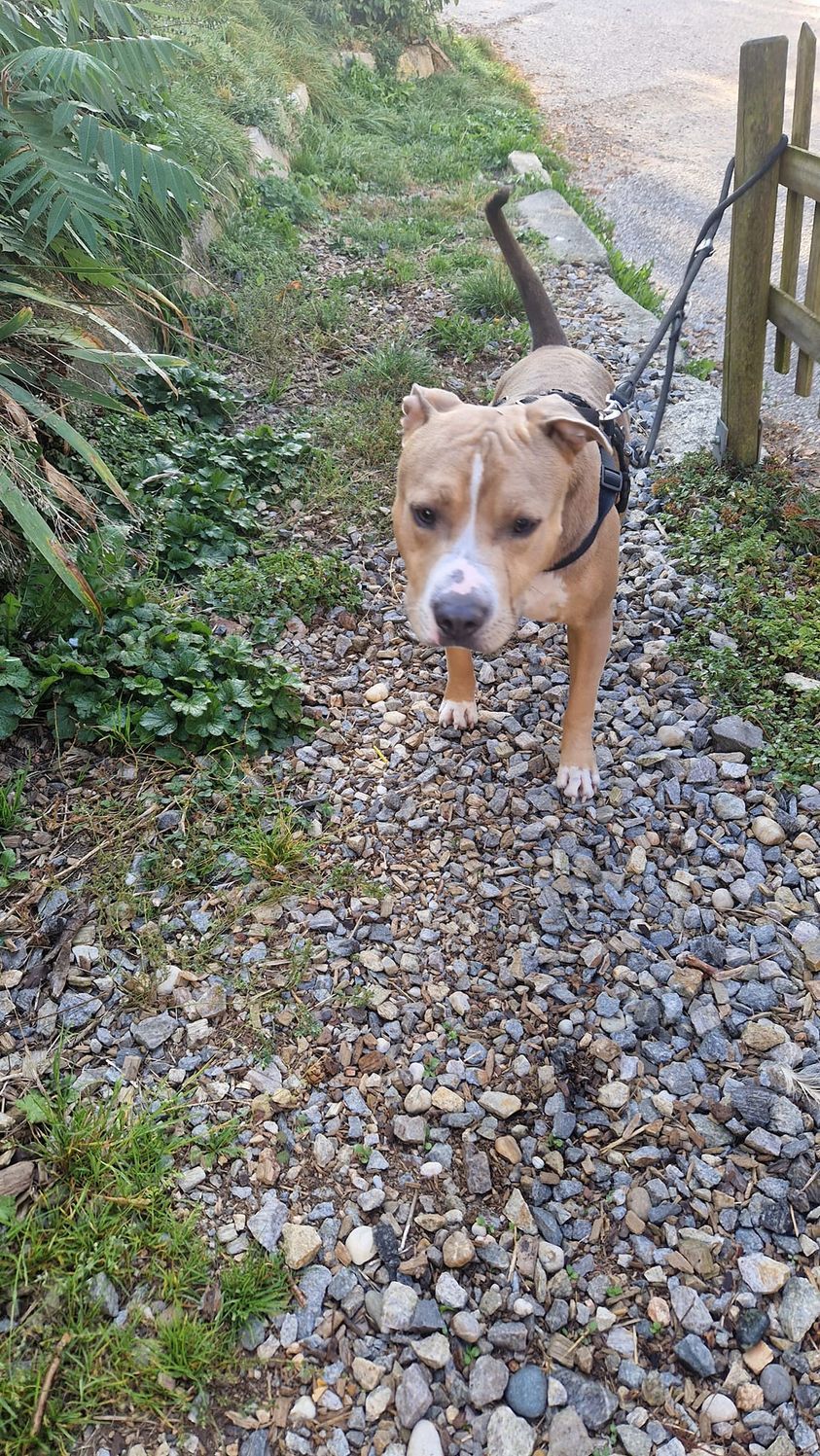 In Freistadt kam es zu einem Zwischenfall, als eine Familie ihren Hund abgeben wollte.