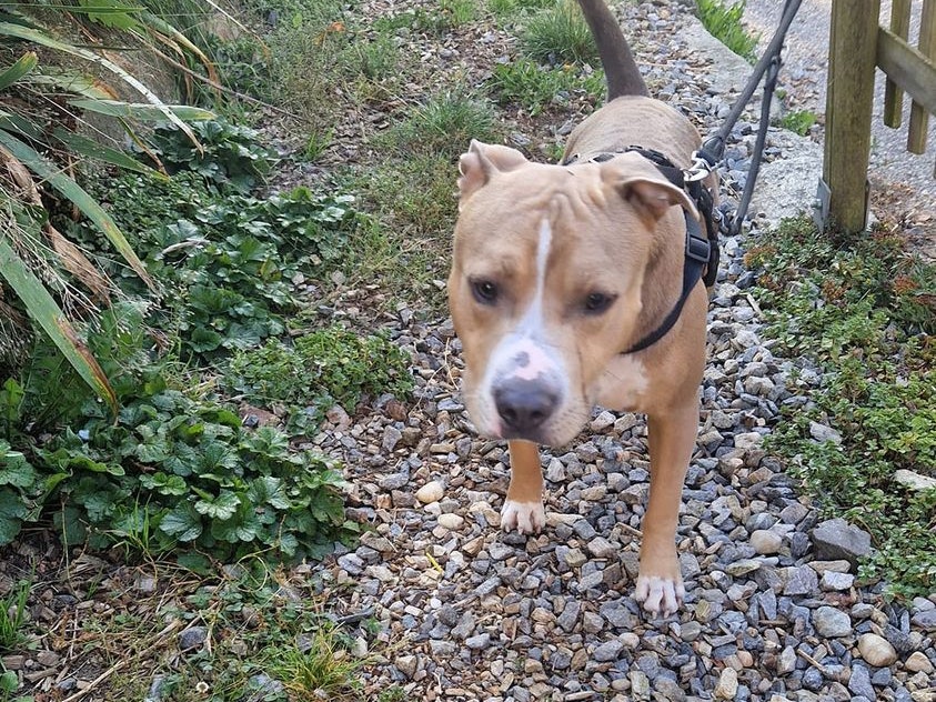 In Freistadt kam es zu einem Zwischenfall, als eine Familie ihren Hund abgeben wollte.