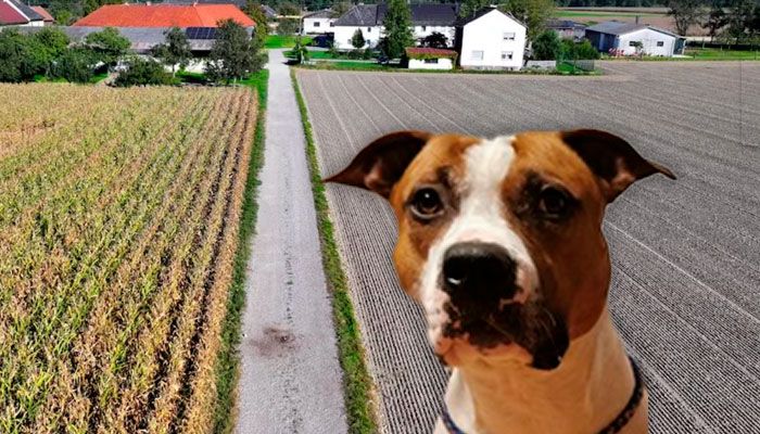Der American Staffort "Elmo"  - er wurde inzwischen eingeschläfert.