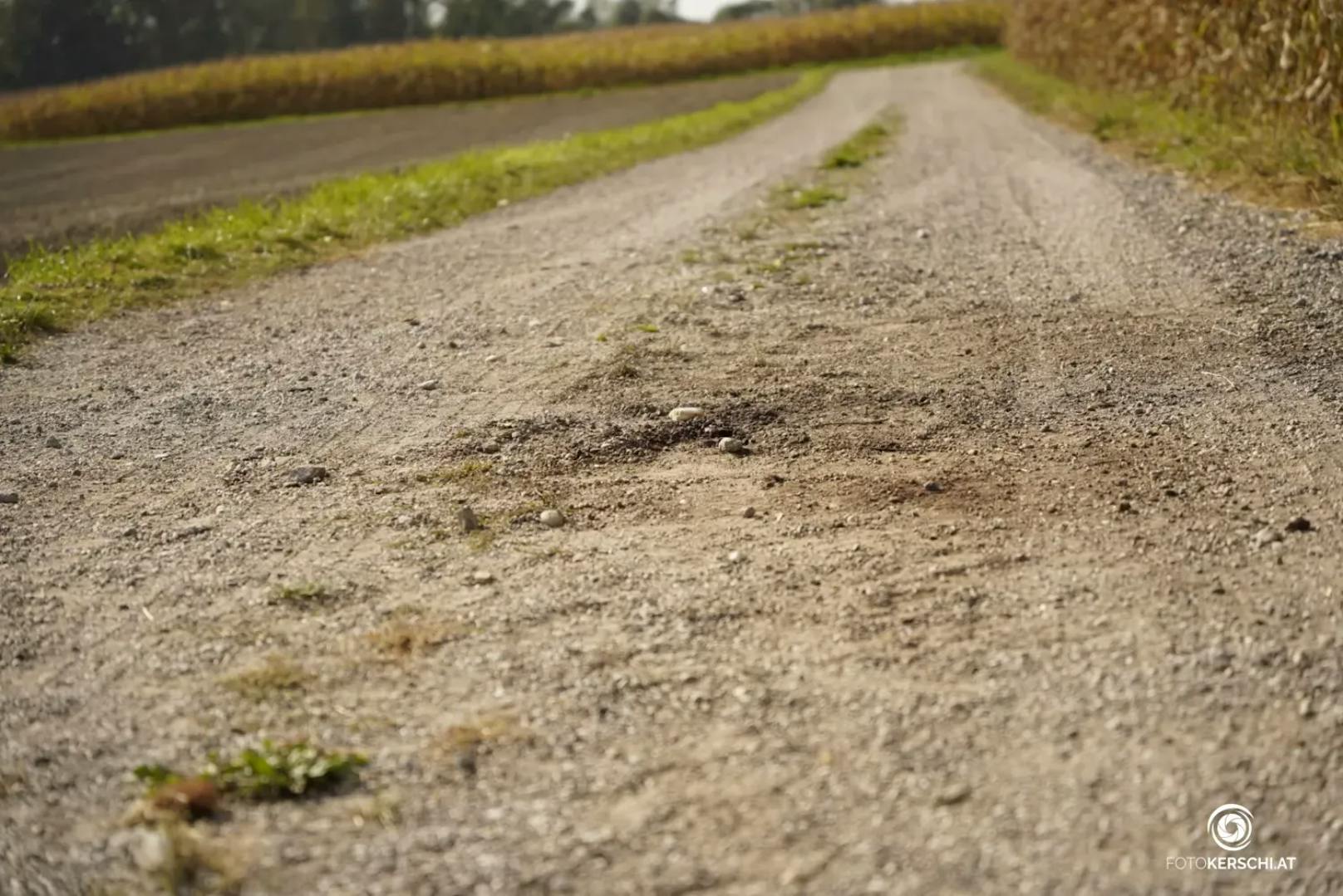 Zur selben Zeit joggte eine 60-Jährige aus dem Bezirk Perg auf dem betreffenden Feldweg. Aus bislang unbekannter Ursache griff der American Staffordshire die vorbeilaufende Joggerin an.