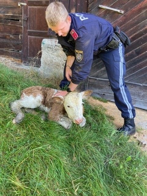 Die Beamten befreiten das Jungtier aus seiner misslichen Lage. 