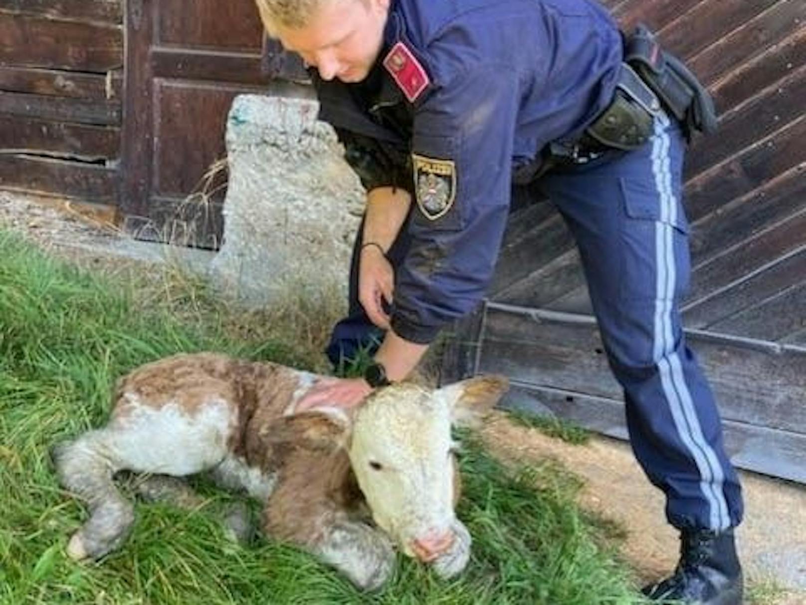 Die Beamten befreiten das Jungtier aus seiner misslichen Lage. 