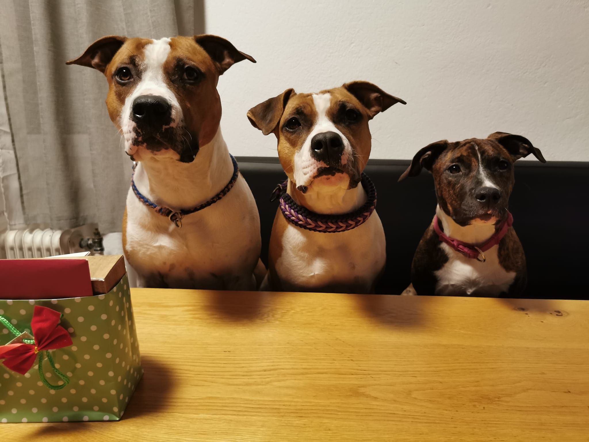 "Elmo" (links") war der Zuchtrüde des Zwingers "ofhopefulsoul". Neben ihm sitzen "Cookie" mit Tochter "Peanut". 