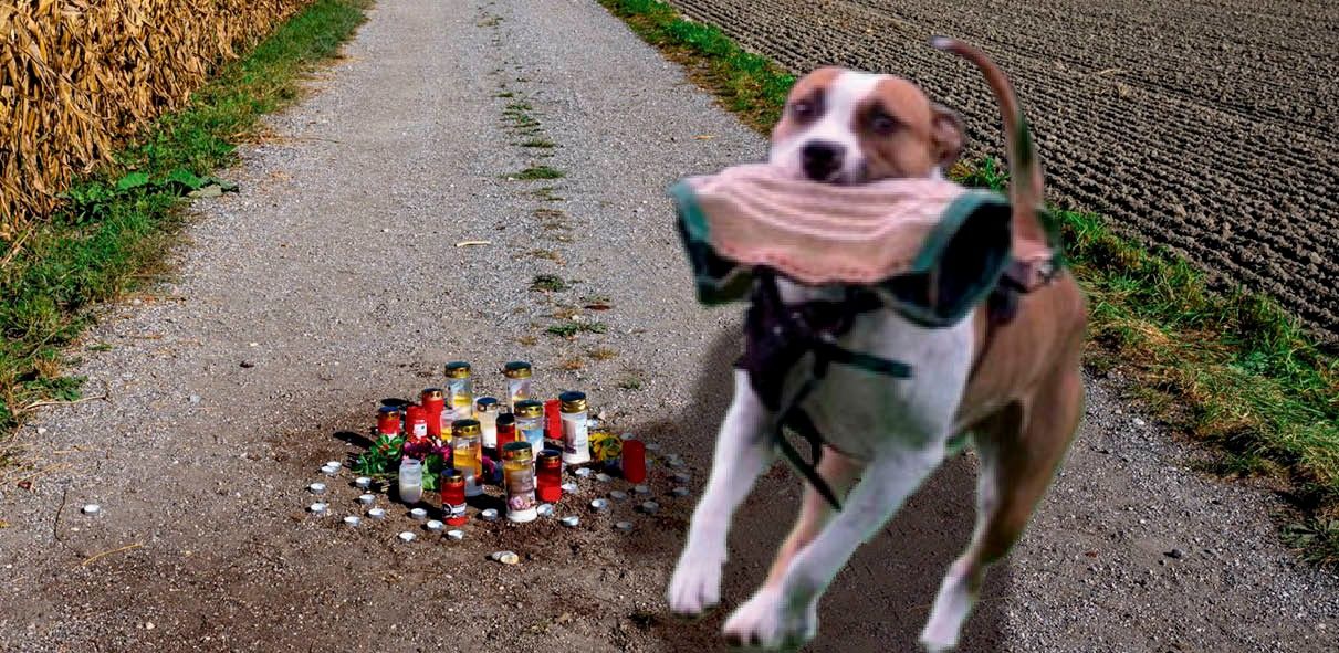 Nach dem tragischen Vorfall am Montagvormittag am 2. Oktober 2023 in Naarn, bei dem es zu einer tödlichen Hundeattacke kam, haben viele Menschen Kerzen und Blumen an der Stelle niedergelegt.