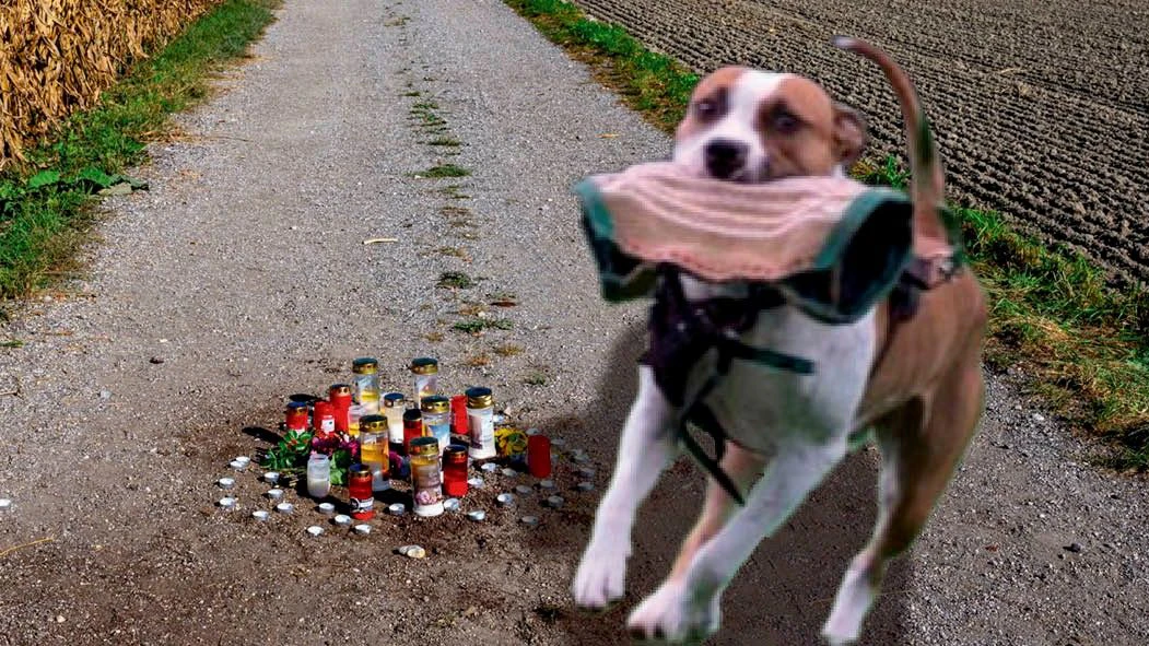 Heute.at - Frau von Hunden getötet: Halterin muss 12.046 € zahlen